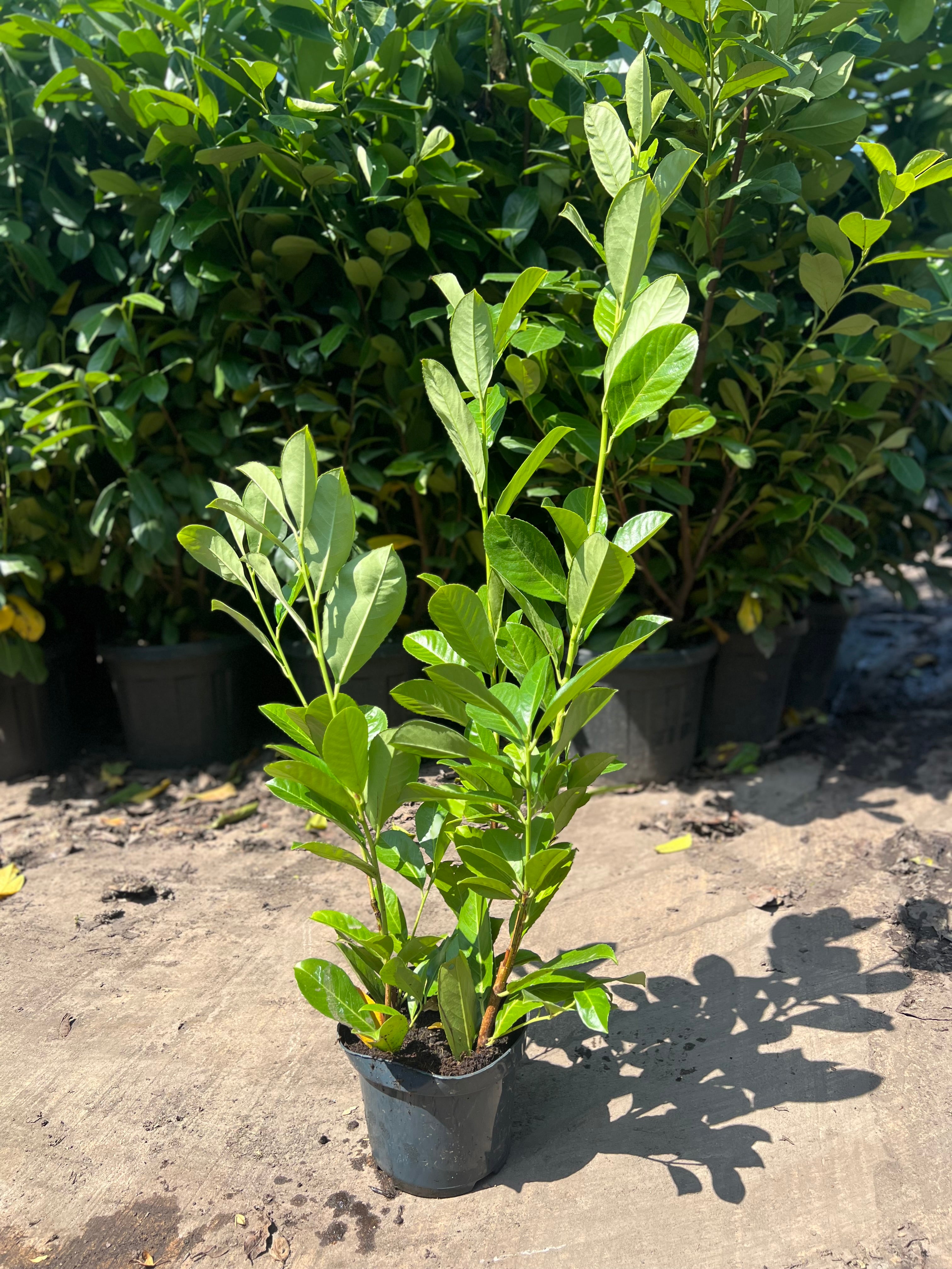 Cherry Laurel (Prunus Laur. Rotundifolia) 70 - 90cm | 3 Litre Pot