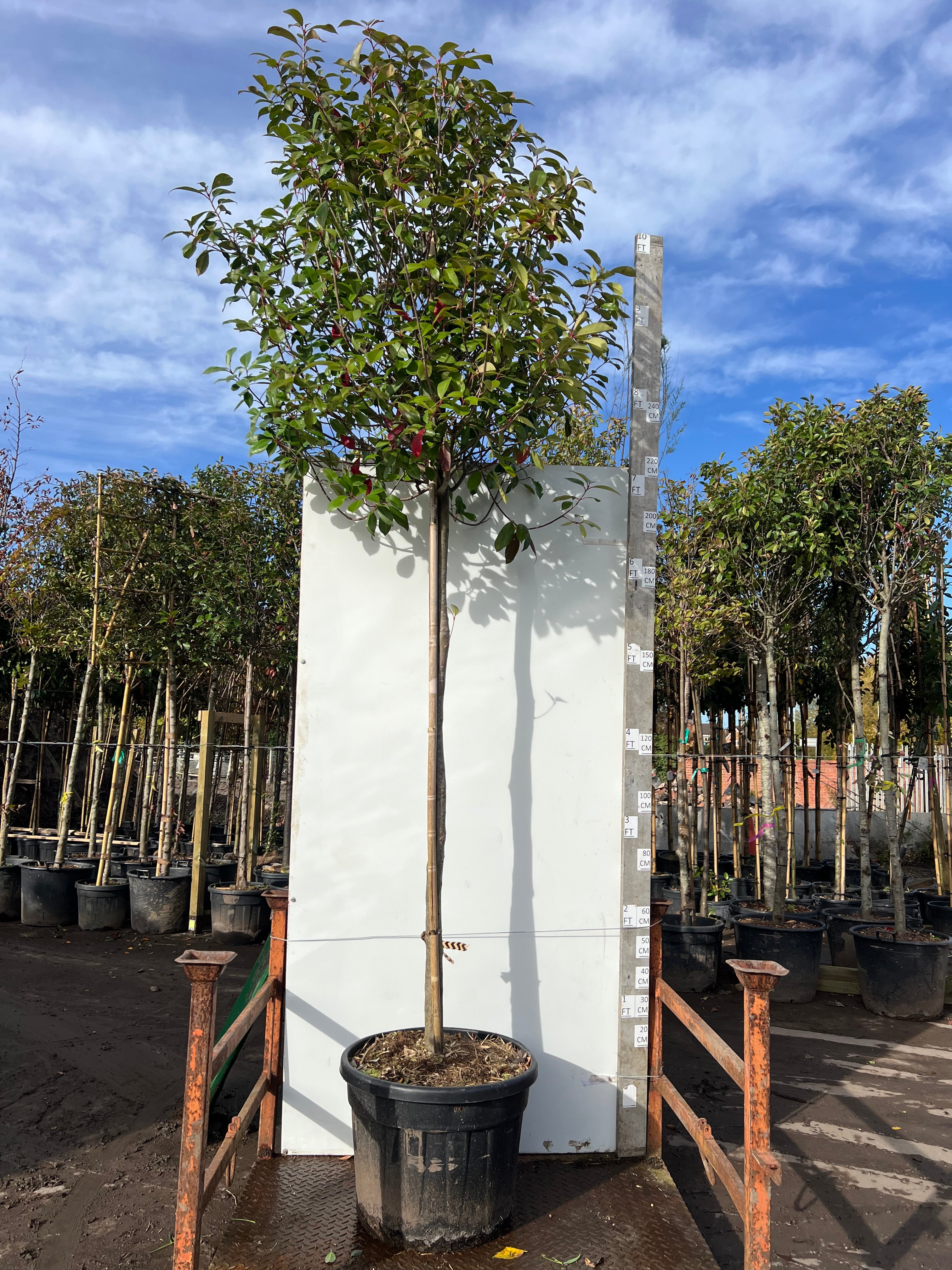 Photinia 'Red Robin' Standard, 180cm Stem | 12-14cm Girth – Hedging ...