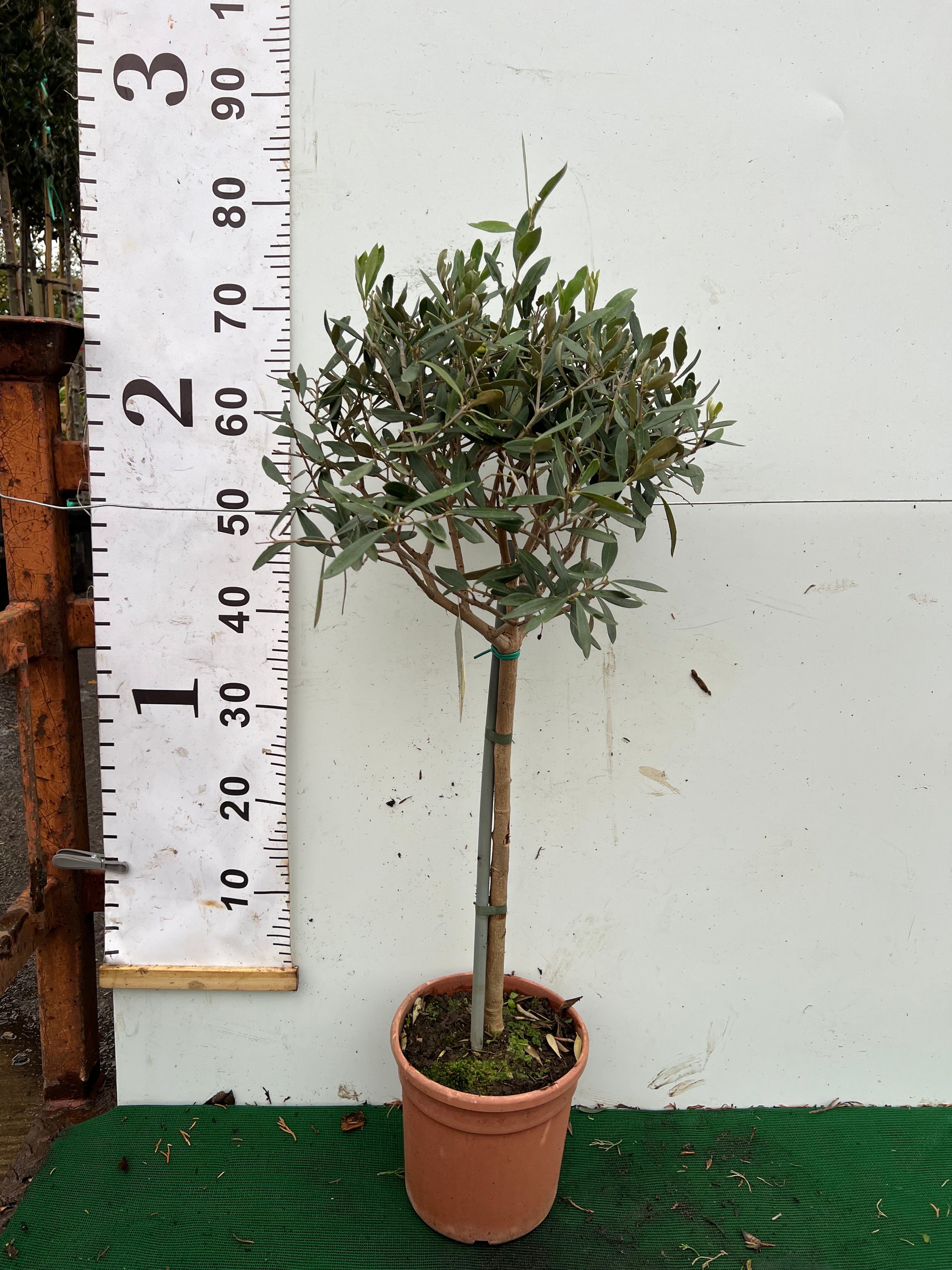Olive Tree (Olea Europea) 70-80cm - Ball on Stem