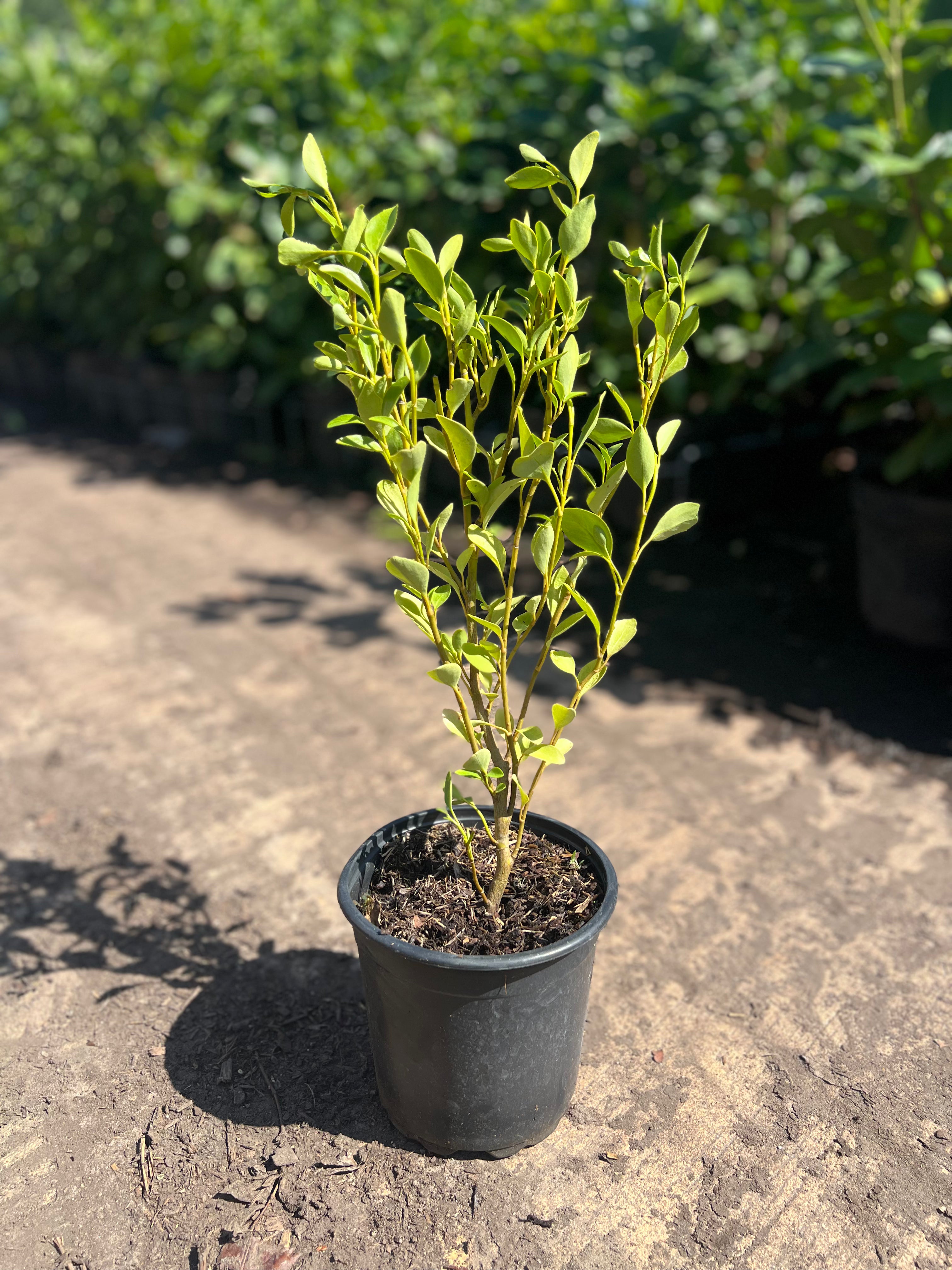 50x Griselinia Littoralis 40-50cm 2.5lt – Pallet Deal