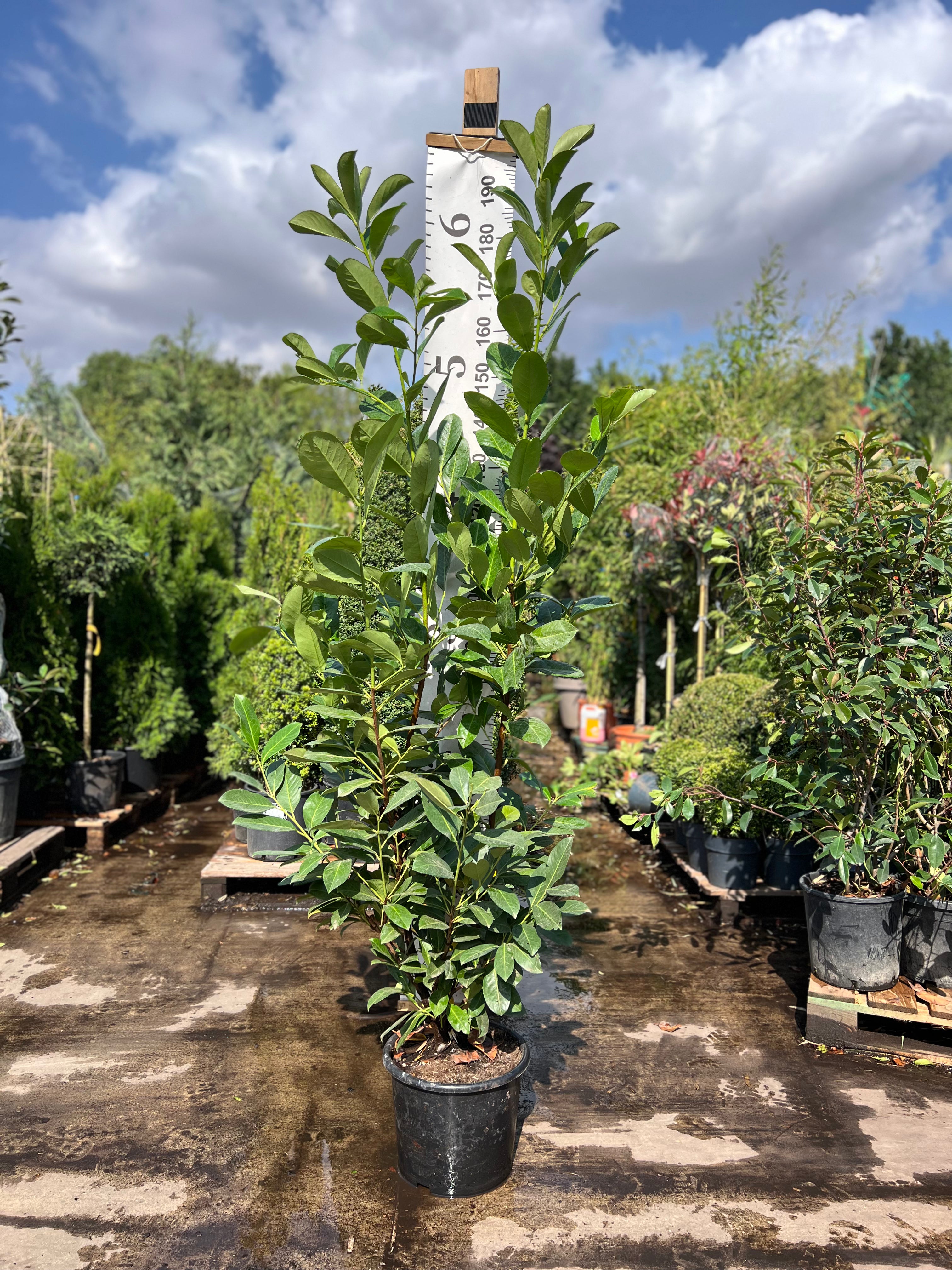 Cherry Laurel (Prunus Laur. Rotundifolia) 15 Litre 1.8-2M – Pallet Deal | 10 Plants | FREE Delivery