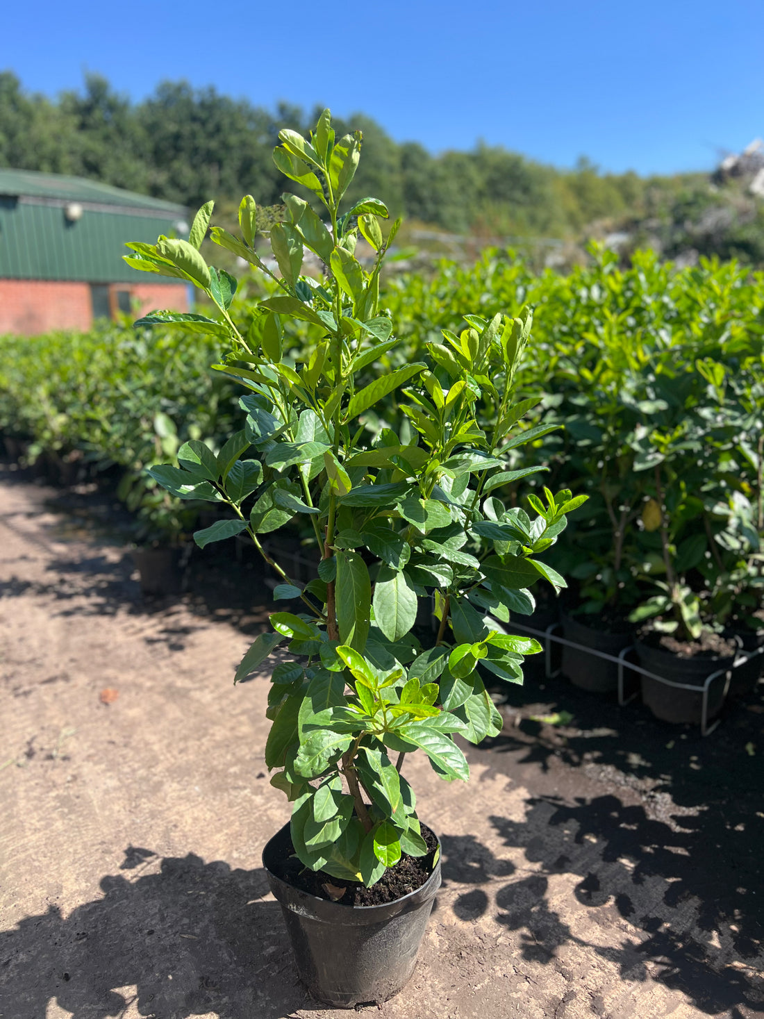 20 Cherry Laurel (Prunus Laurocerasus Rotundifolia) 110-120cm 10 Litre Potted Pallet Deal