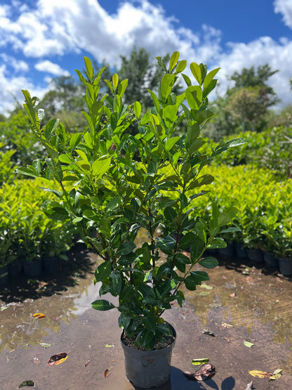 20X Cherry Laurel (Prunus Laur. Rotundifolia) 10 litre 140-150cm - PALLET DEAL