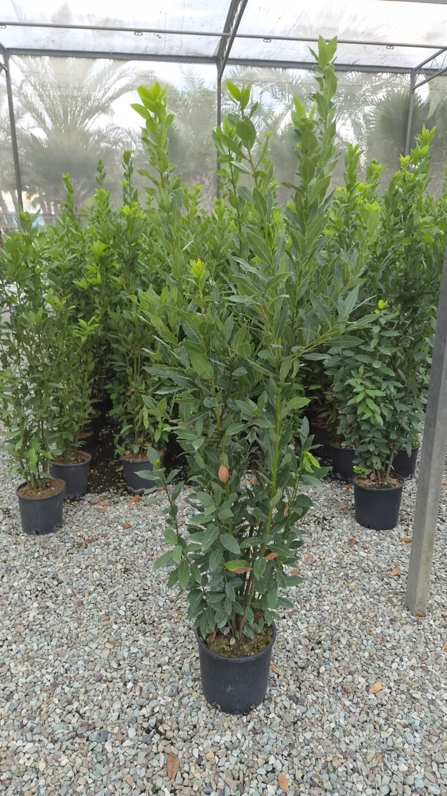 Bay Tree (Laurus Nobilis) 125-150cm in 10 Litre Pot