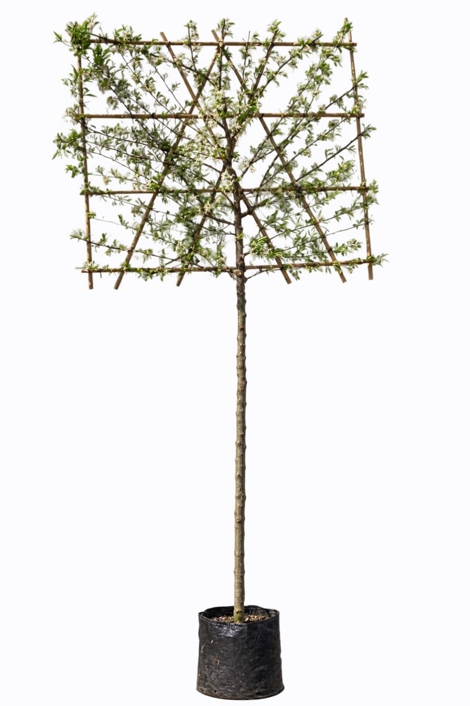 Malus &