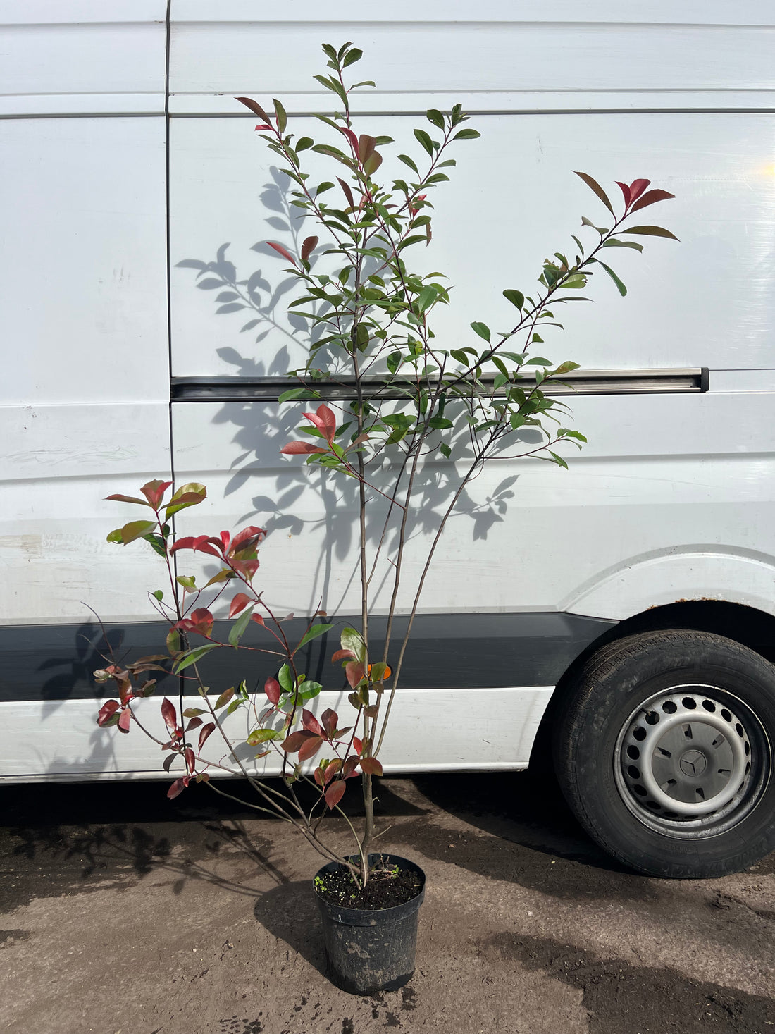 Photinia Red Robin 150-180cm in 7.5lt pot - THINNER GRADE - CLEARANCE