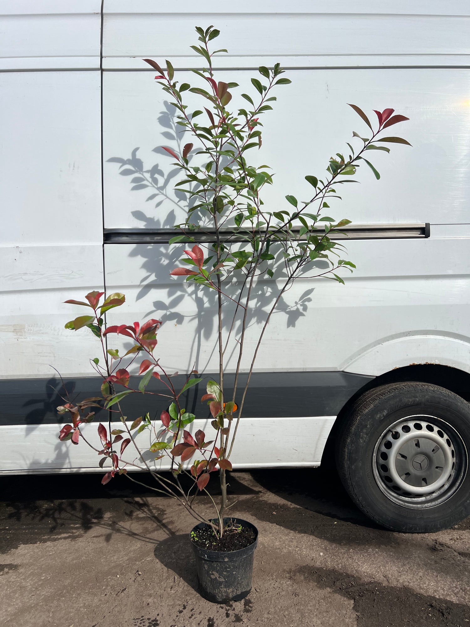 Photinia Red Robin 150-180cm in 7.5lt pot - THINNER GRADE - CLEARANCE