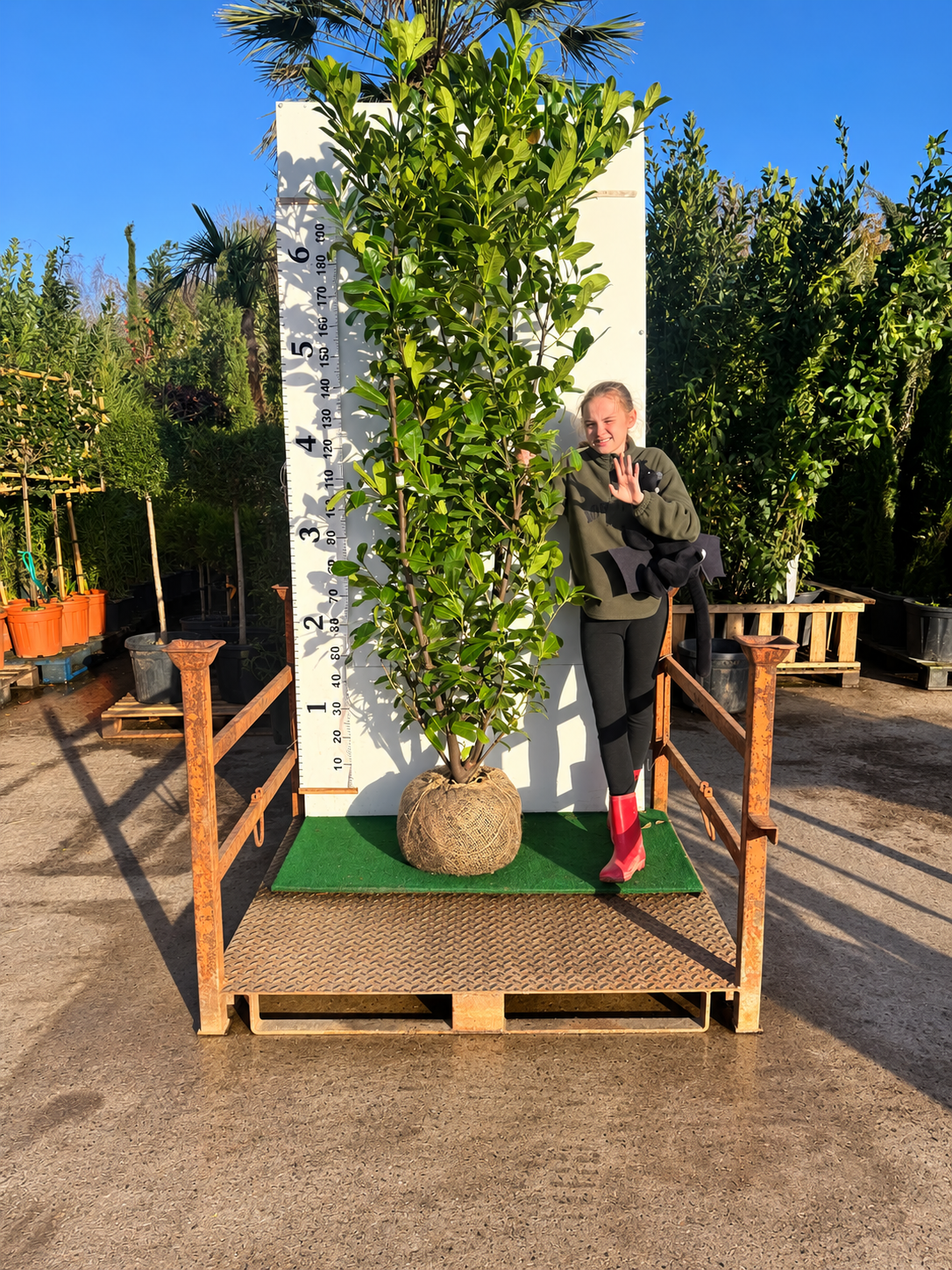 Cherry Laurel Rootball 200cm - 225cm - Premium Quality, Unbeatable Price