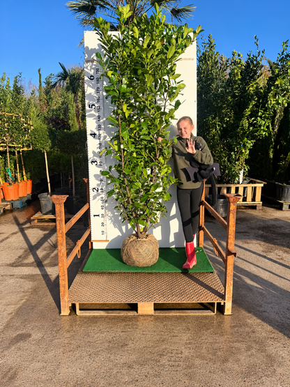 Cherry Laurel Rootball 200cm - 225cm - Premium Quality, Unbeatable Price