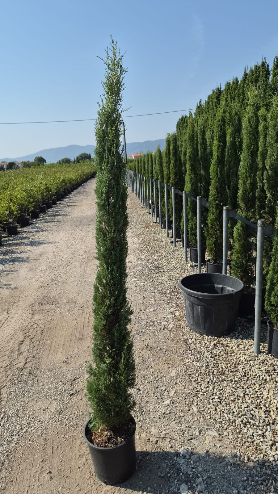 Italian Cypress Tree (Cupressus Semp. Pyramidalis) 180-200cm