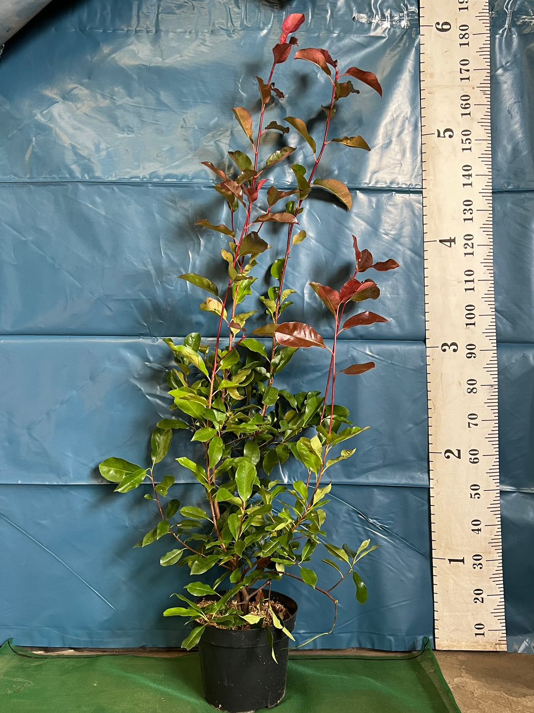 Photinia Red Robin Hedging