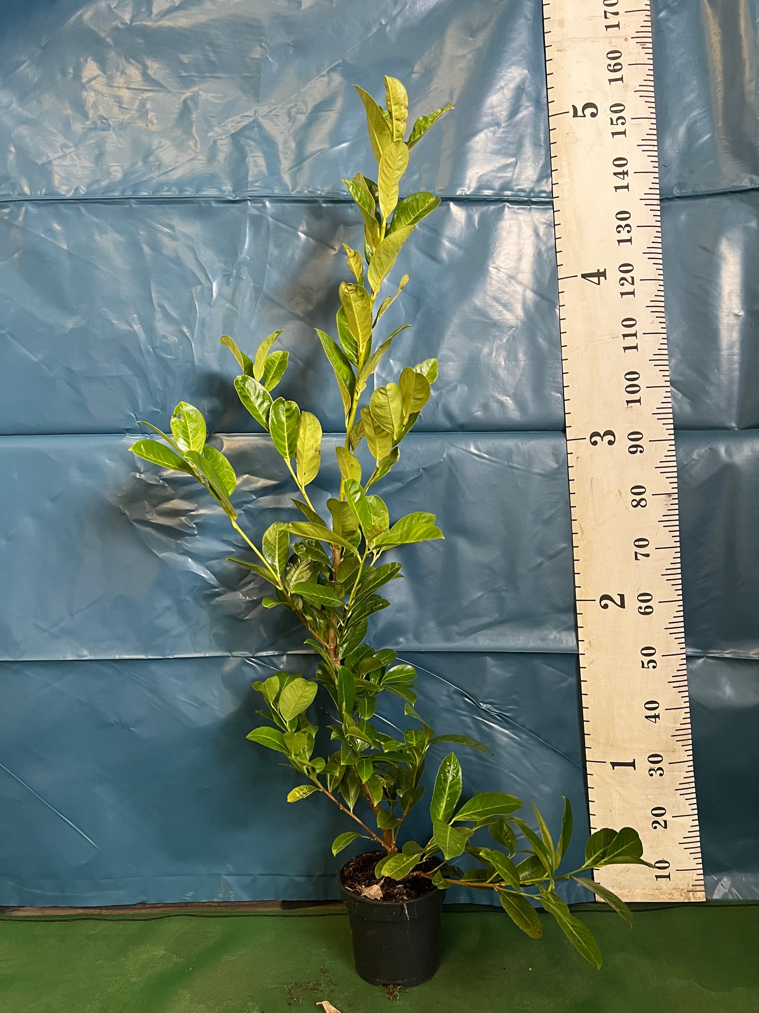 Cherry Laurel (Prunus Laur. Rotundifolia) 90-120cm Potted 3lt
