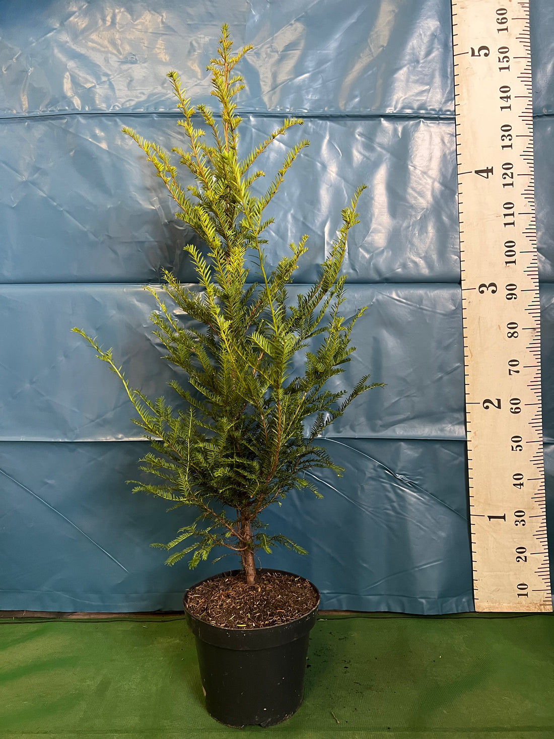 English Yew (Taxus Baccata) Potted