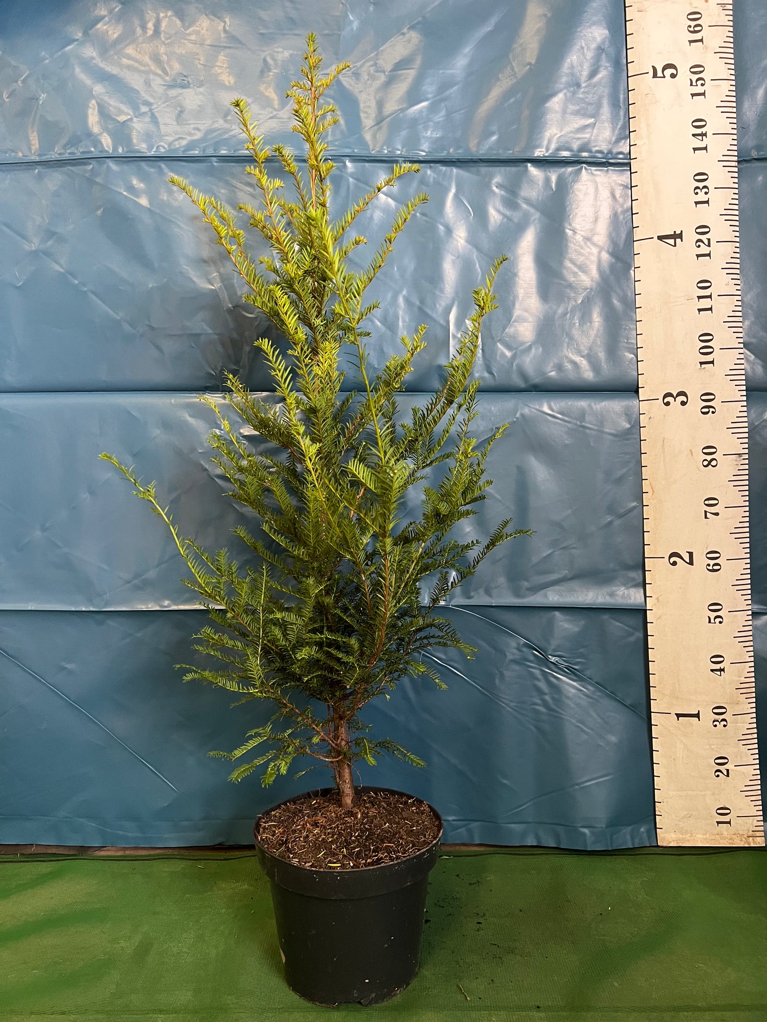 English Yew (Taxus Baccata) Potted