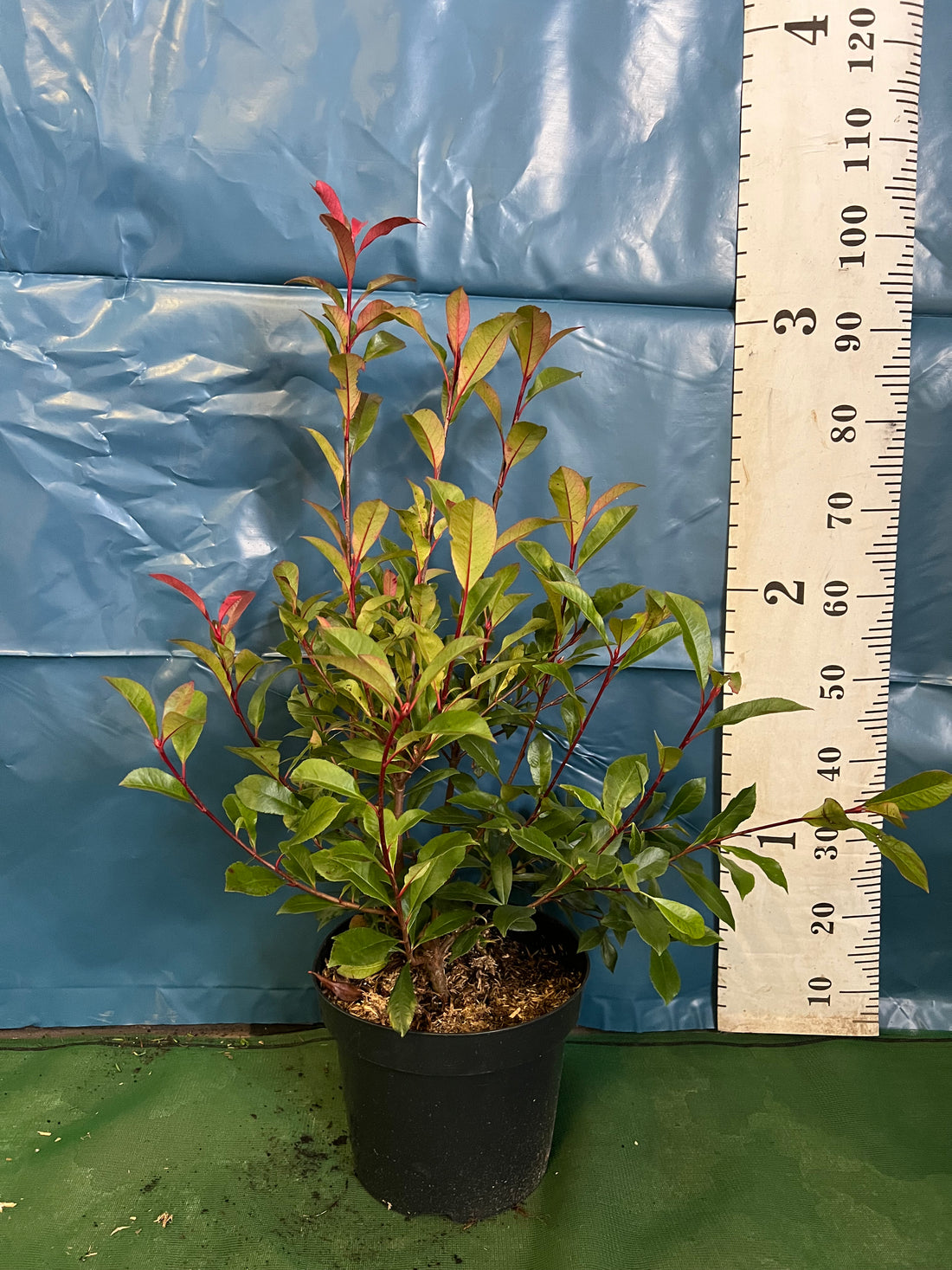 Photinia ‘Carre Rouge’ 40-60cm 10lt