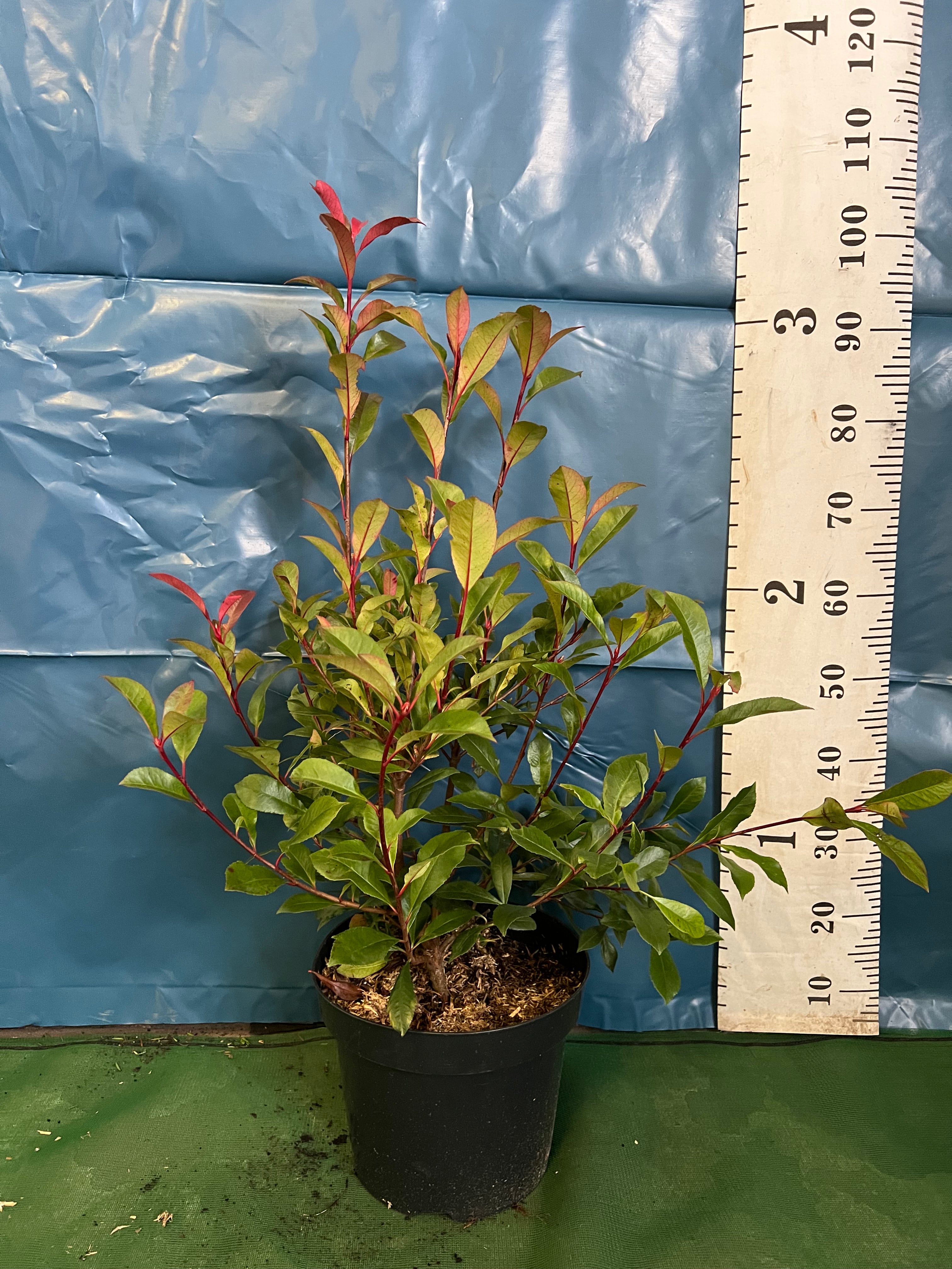 Photinia ‘Carre Rouge’ 40-60cm 10lt