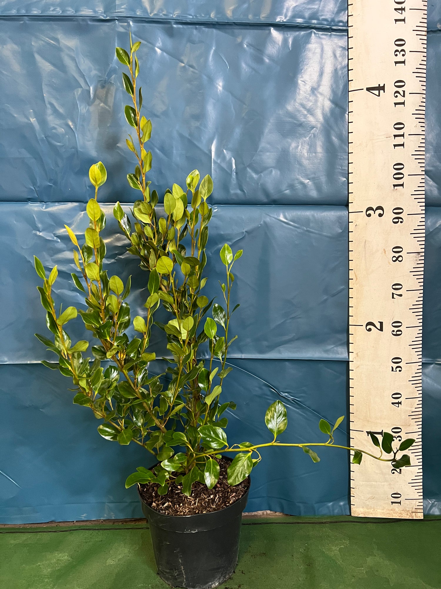 Griselinia 10lt