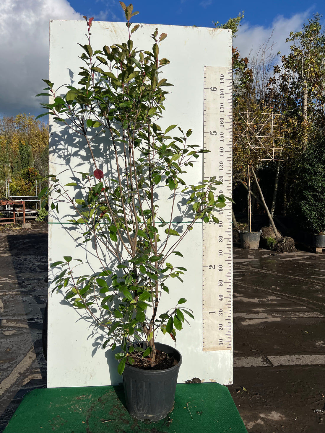 Photinia Red Robin 150-180cm 18lt
