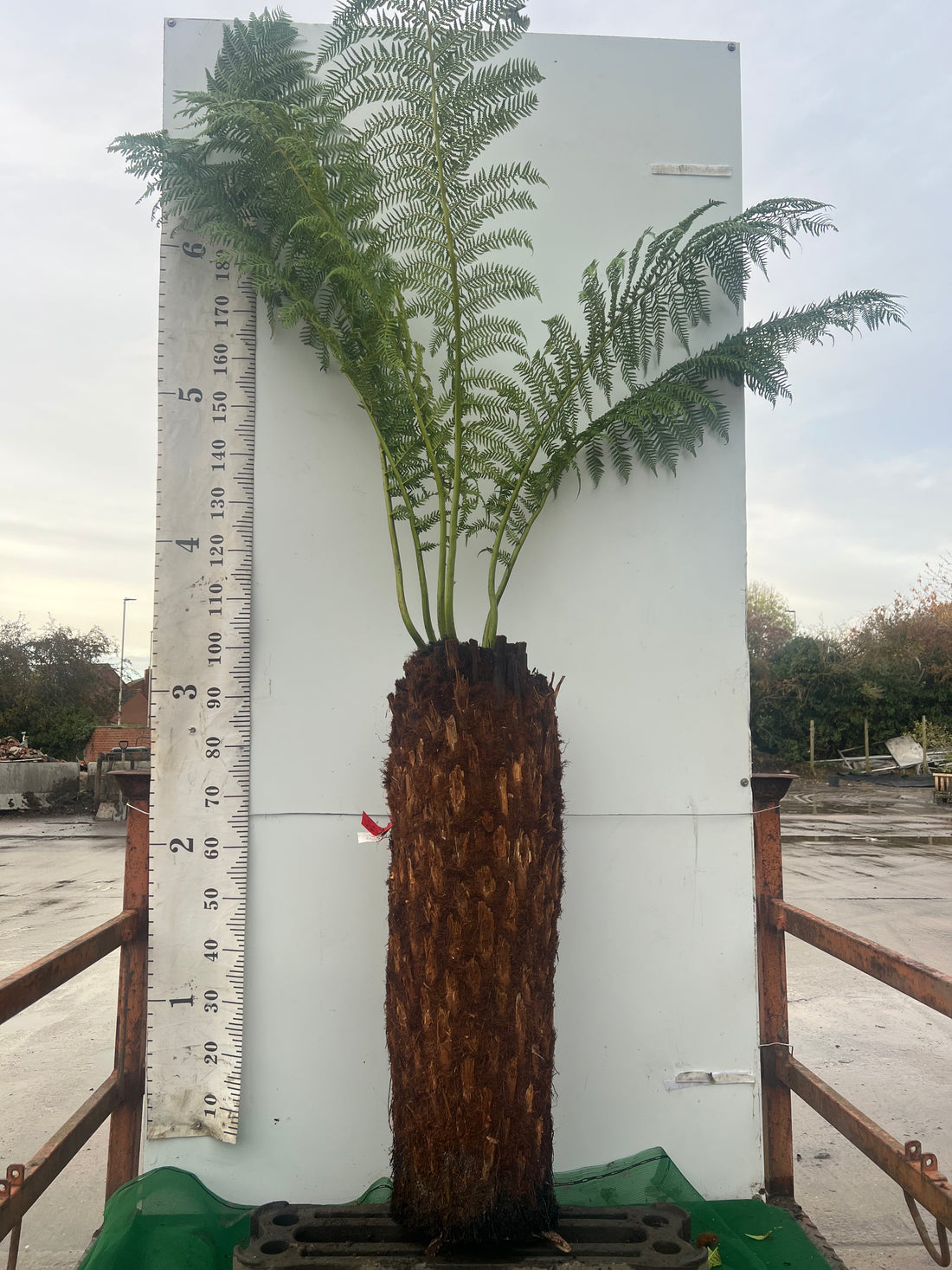 Tree Fern (Discksonia Antarctica) 3ft / 90cm