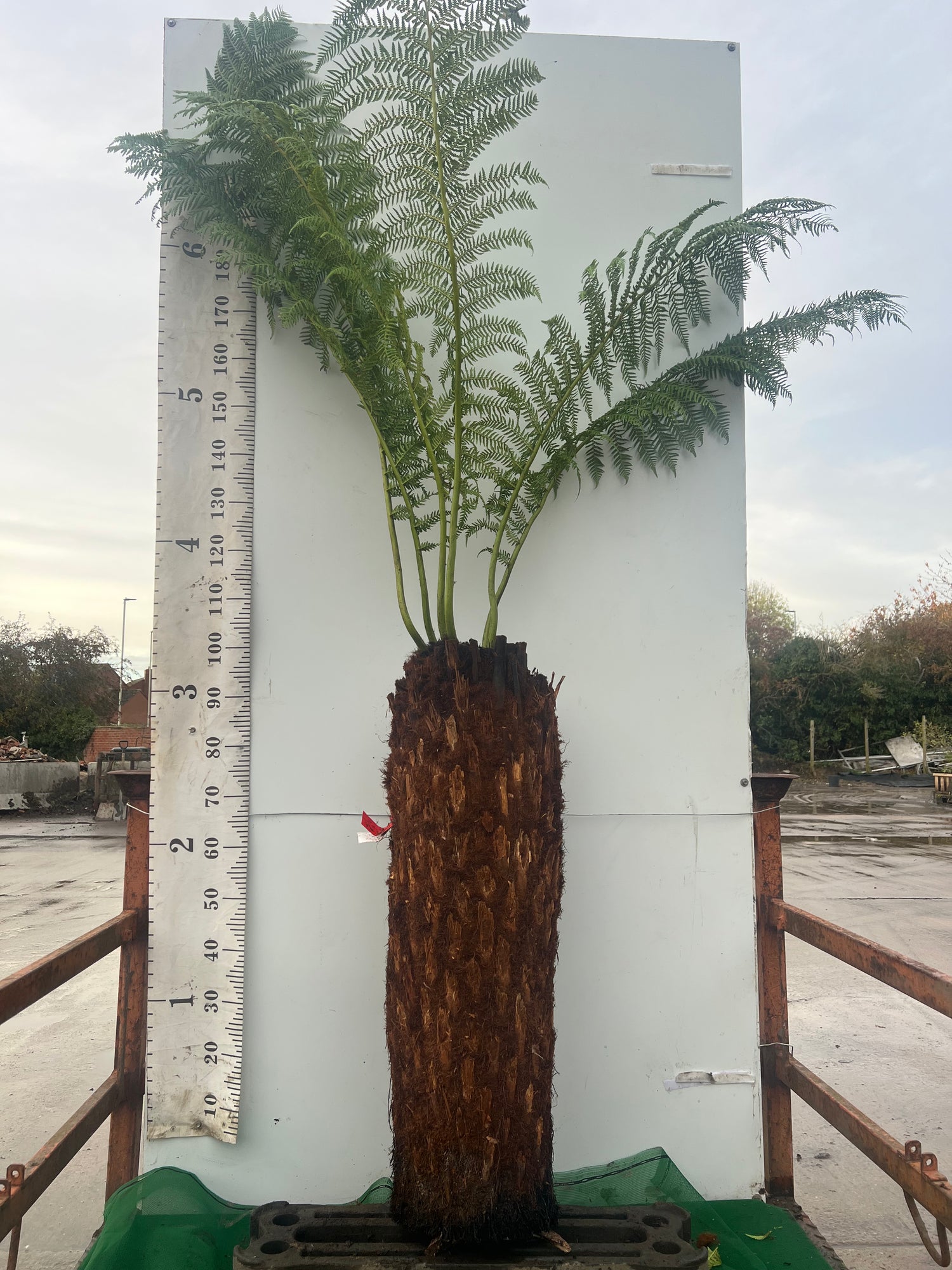 Tree Fern (Discksonia Antarctica)