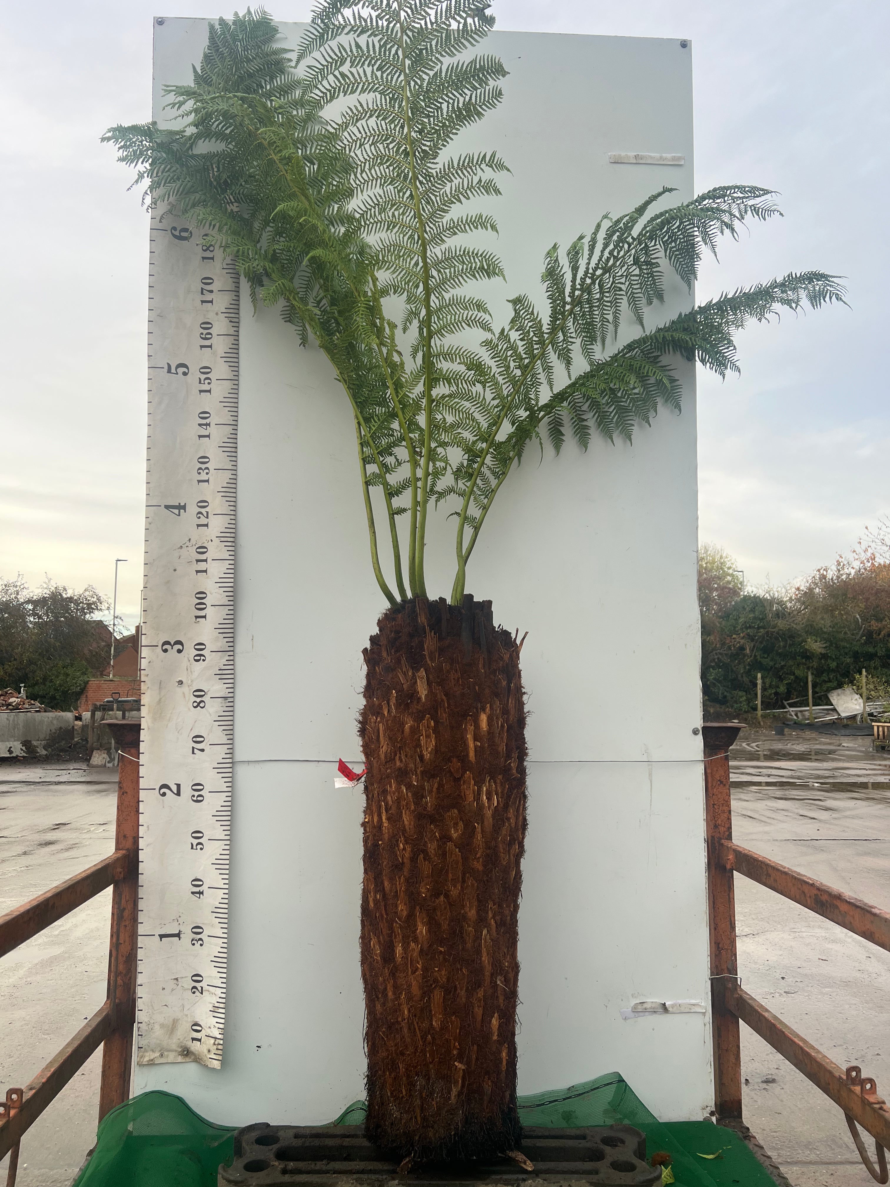 Tree Fern (Discksonia Antarctica)