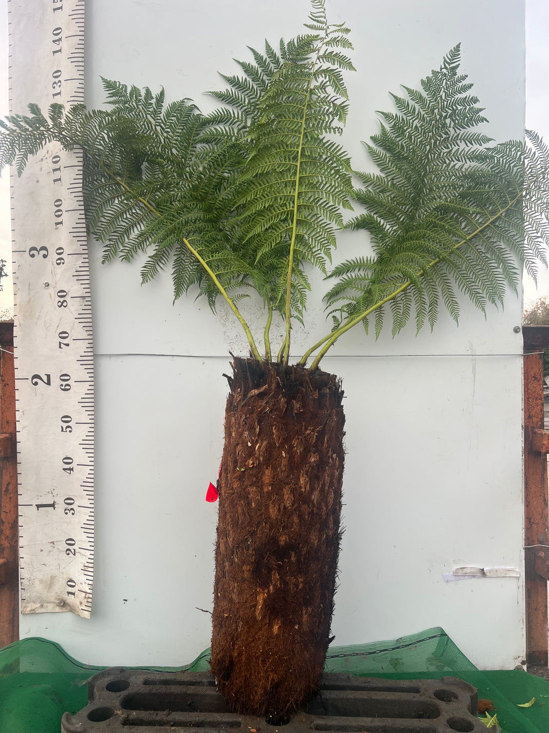 Tree Fern (Discksonia Antarctica) 2ft / 60cm