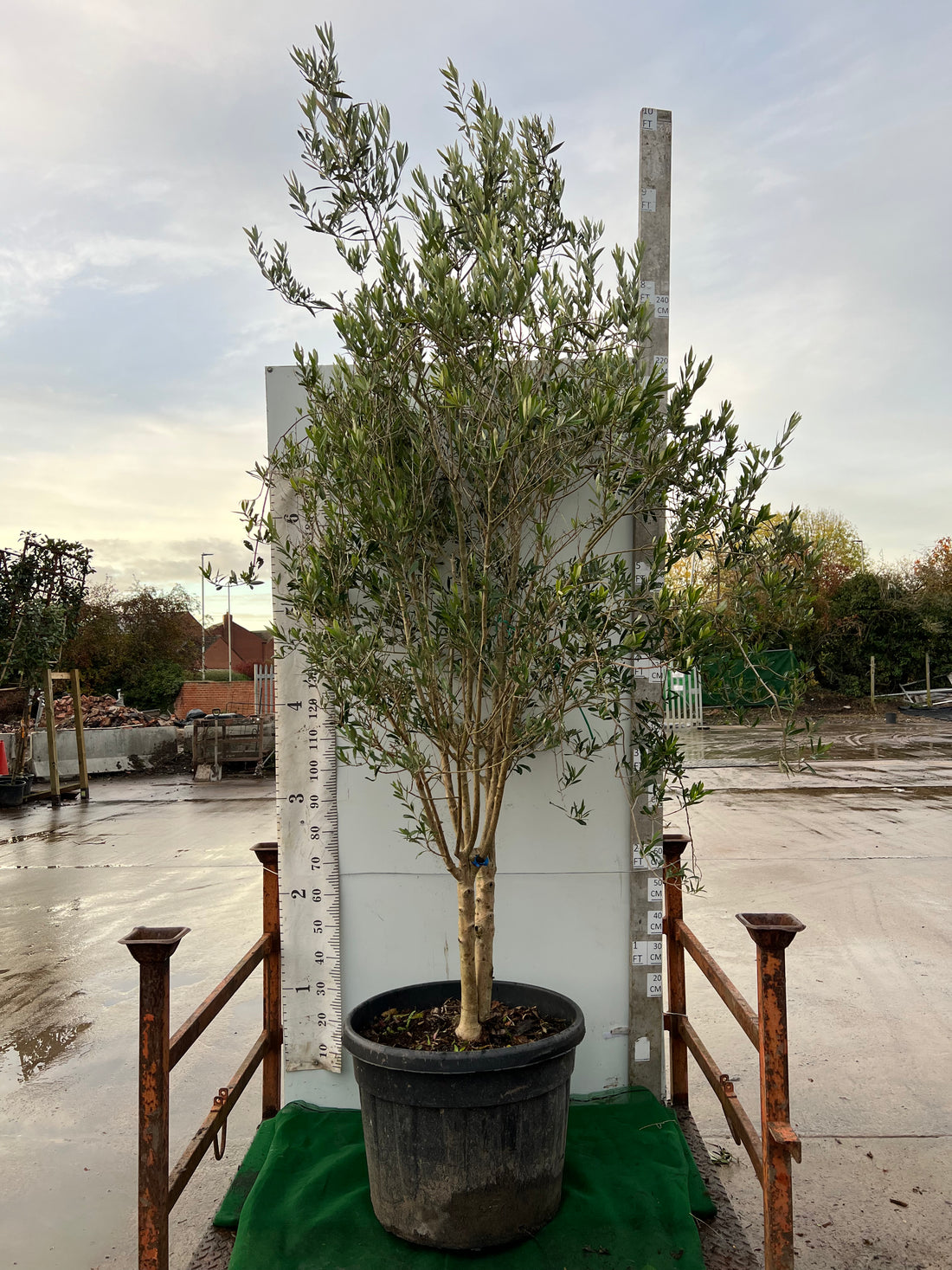 Olive Tree (Olea Europea)