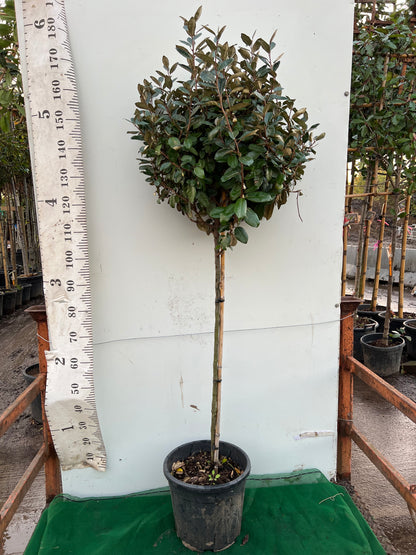 Elaeagnus Ebbingei Ball on Stem