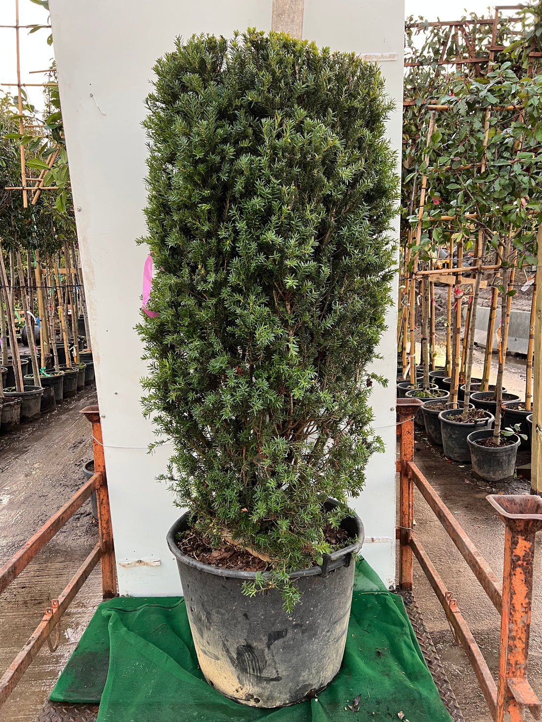 Taxus Baccata (English Yew) Column 140cm