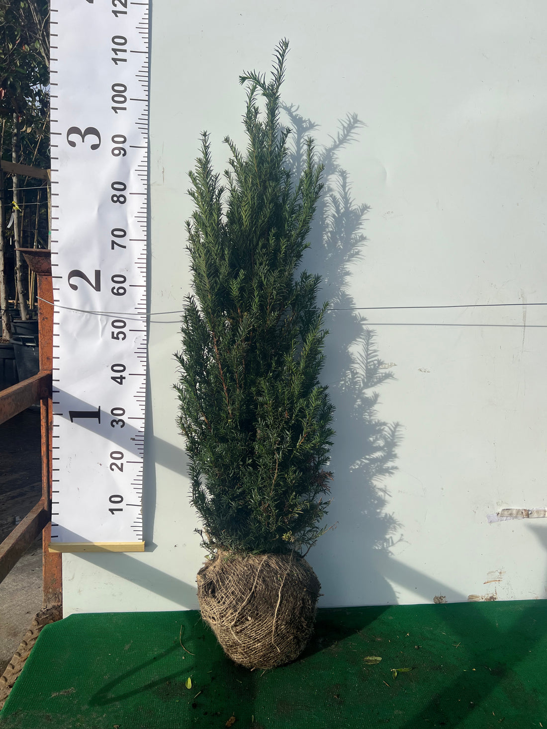 English Yew (Taxus Baccata) Rootball - Ready to Plant Now