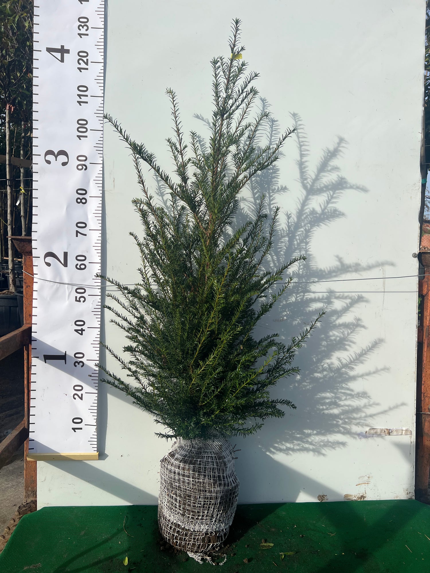 English Yew (Taxus Baccata) Rootball - Ready to Plant Now