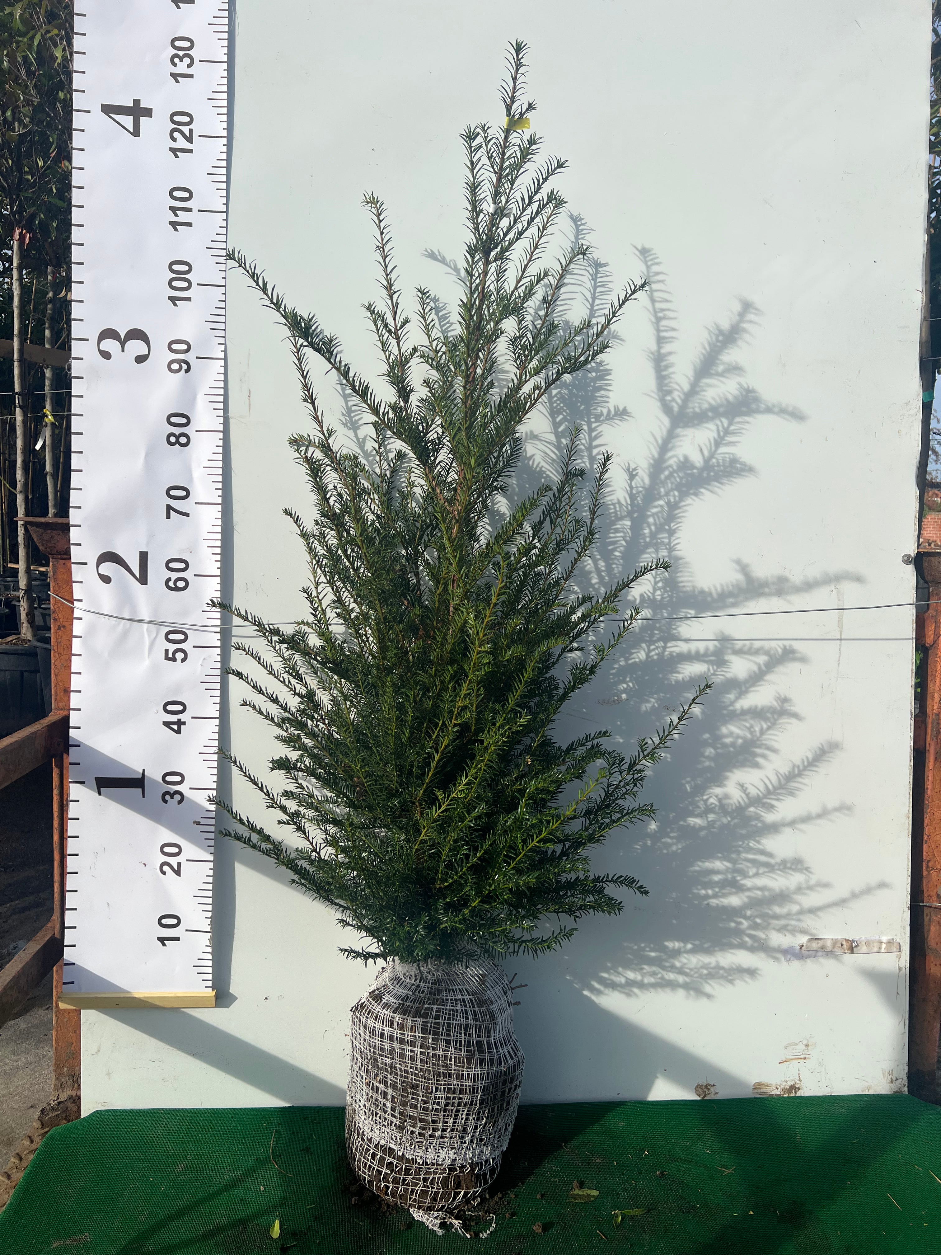 English Yew (Taxus Baccata) Rootball - Ready to Plant Now
