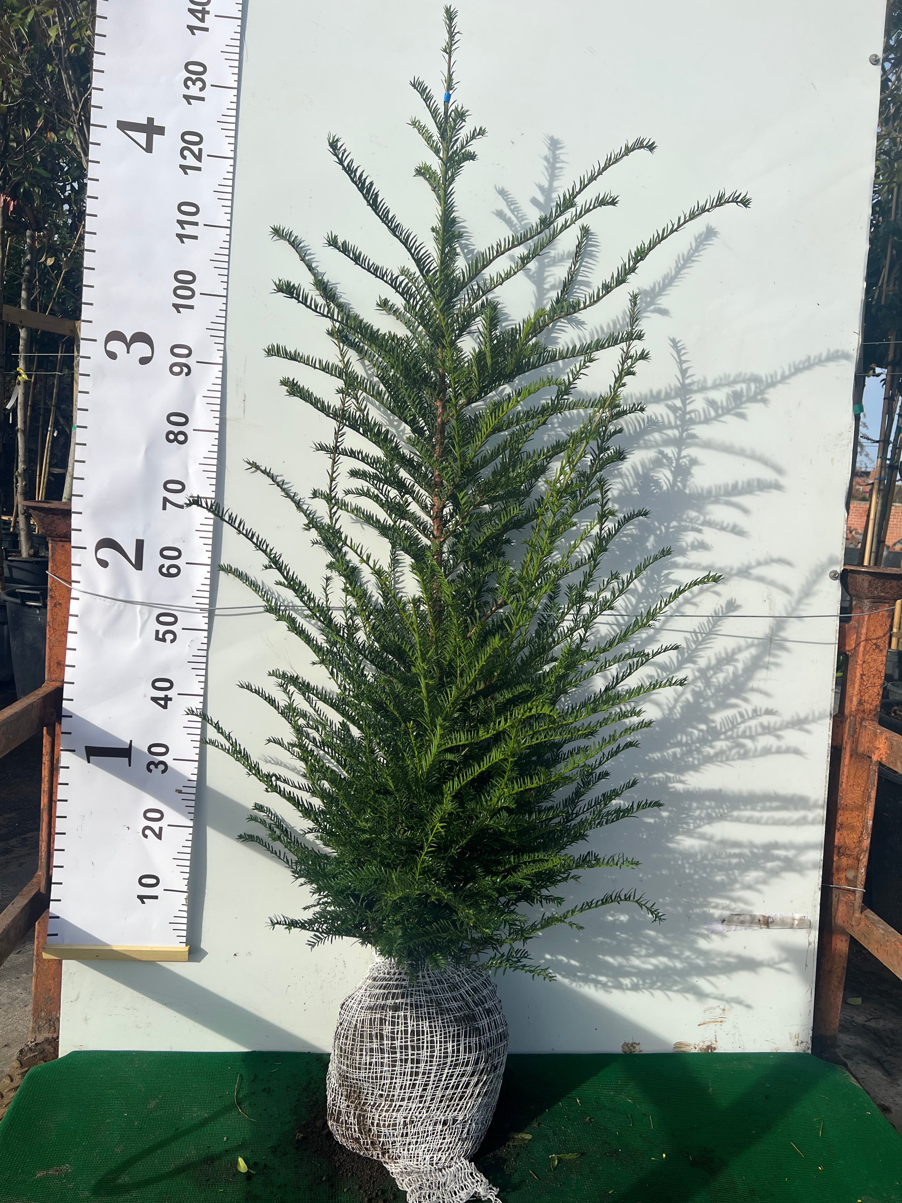 English Yew (Taxus Baccata) Rootball - Ready to Plant Now