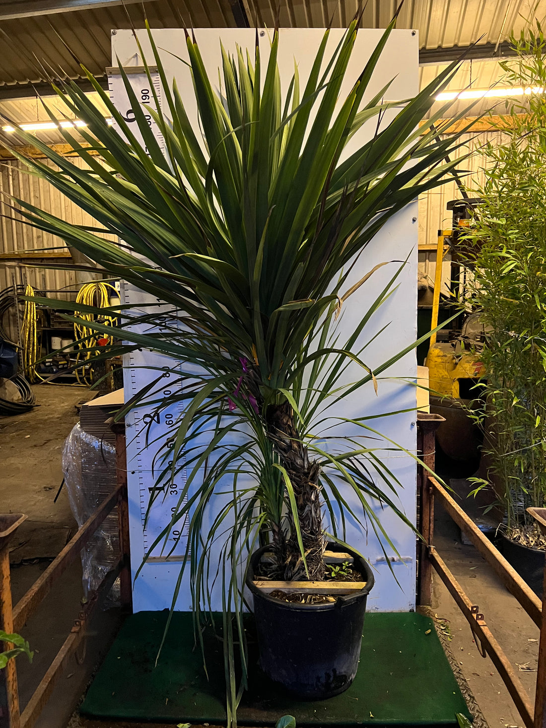 Cordyline Australis Multi Stem 150-175cm Tall