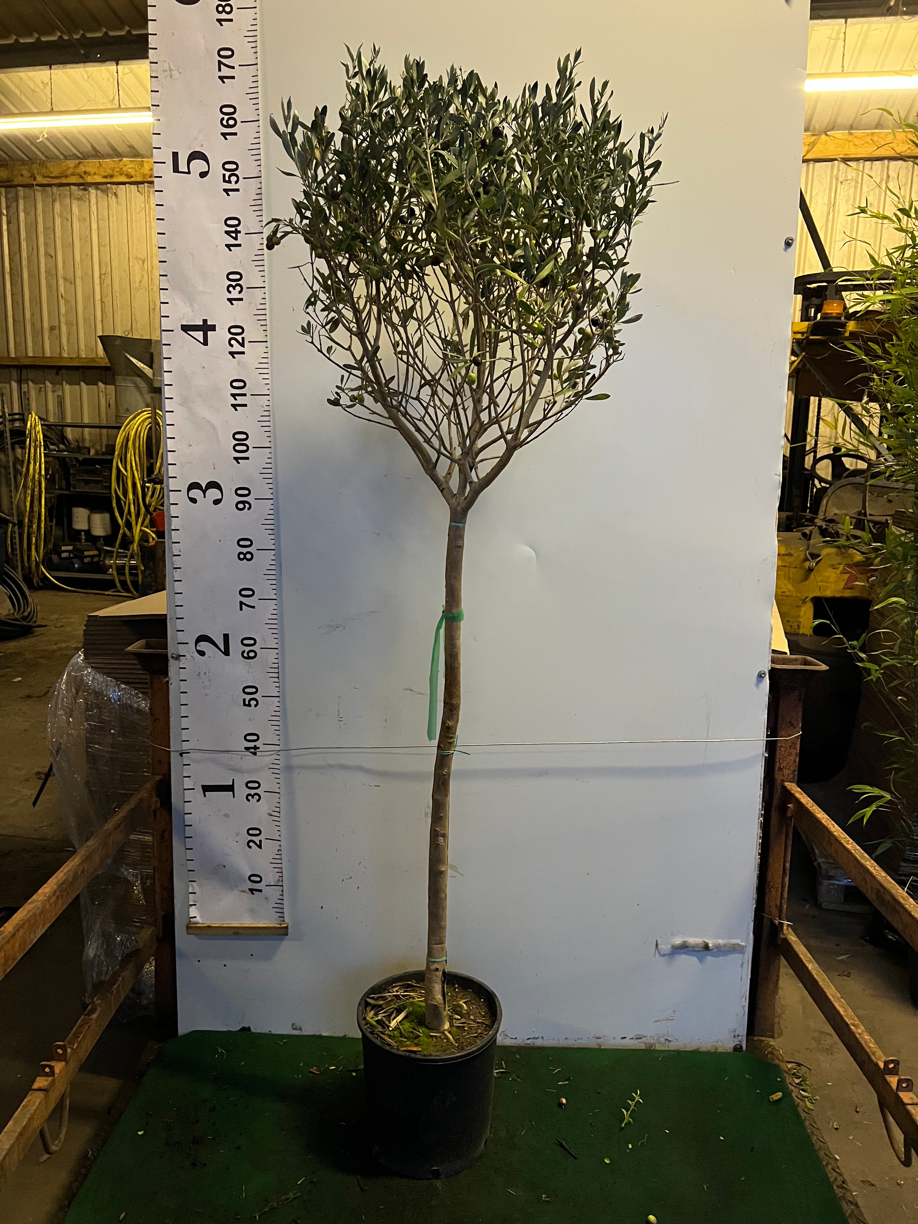 Olive Tree (Olea Europea) 150-160cm - Ball on Stem