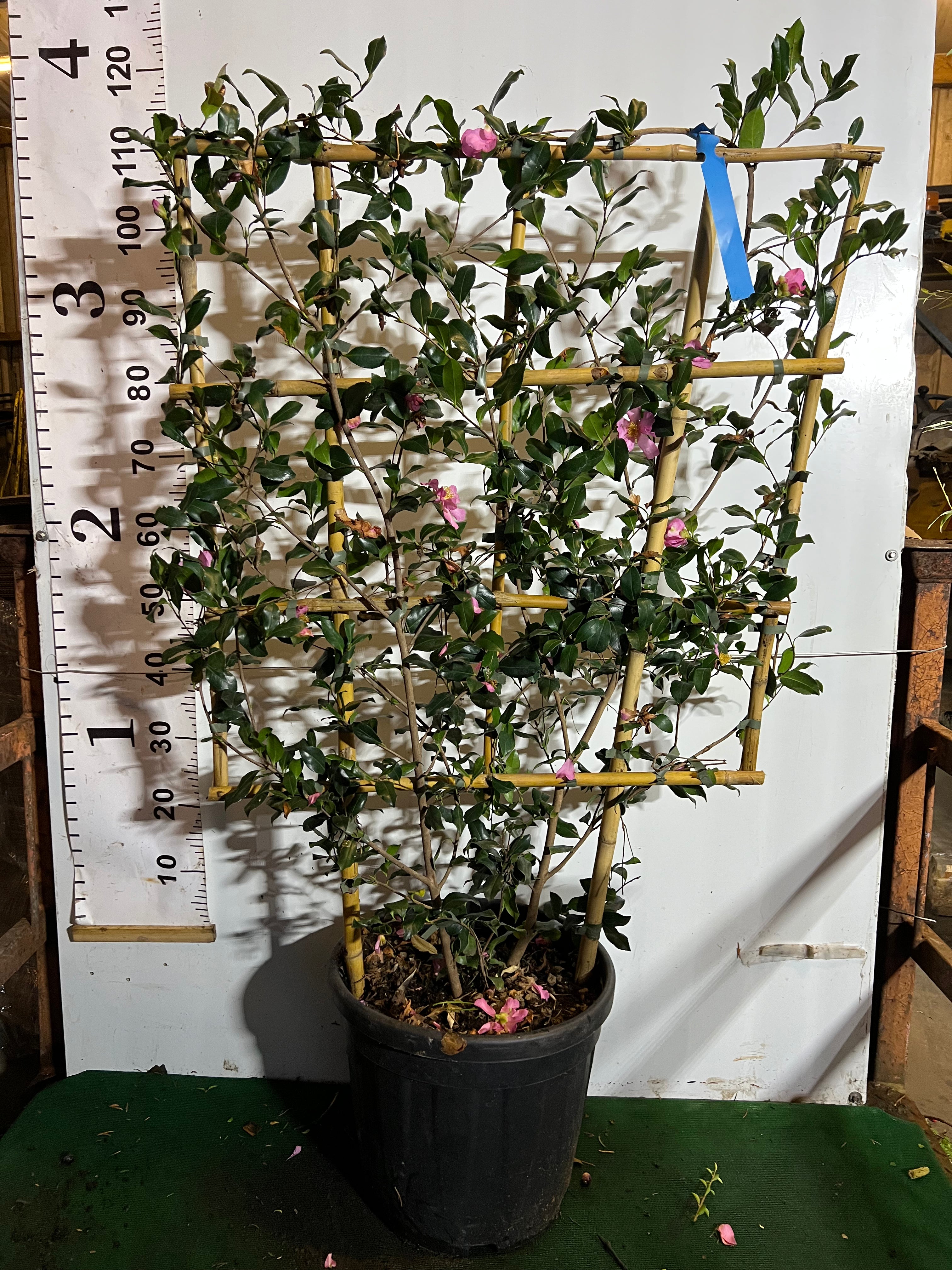 Camellia Sasanqua 100x80cm Trellis