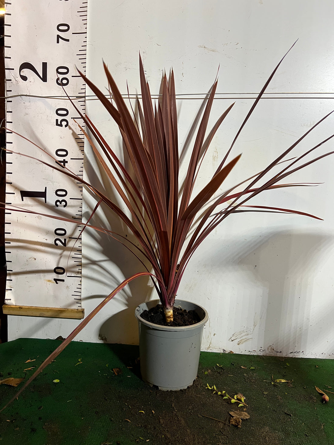 Cordyline australis ‘Red Star’ – 60cm
