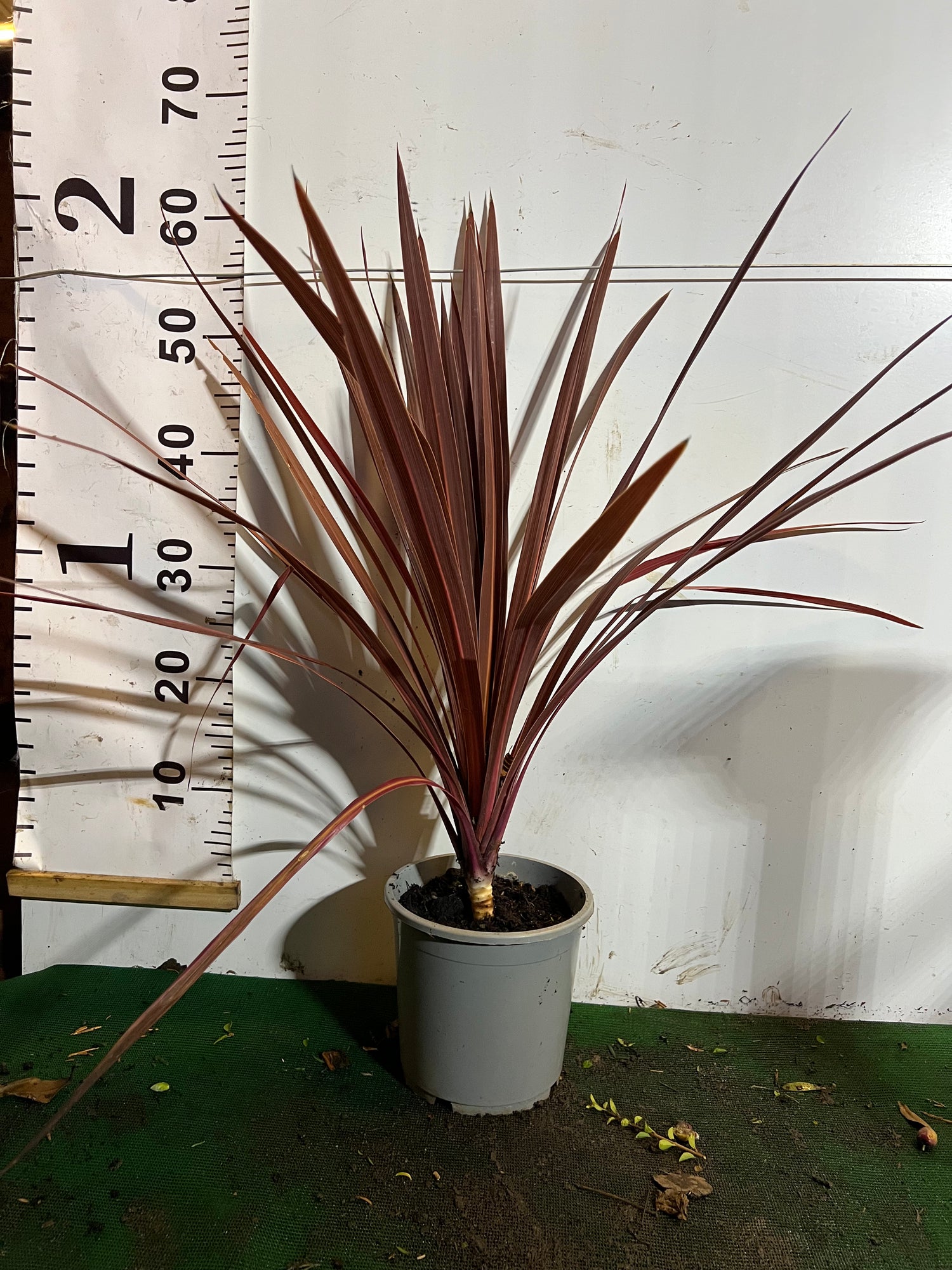 Cordyline australis ‘Red Star’ – 60cm