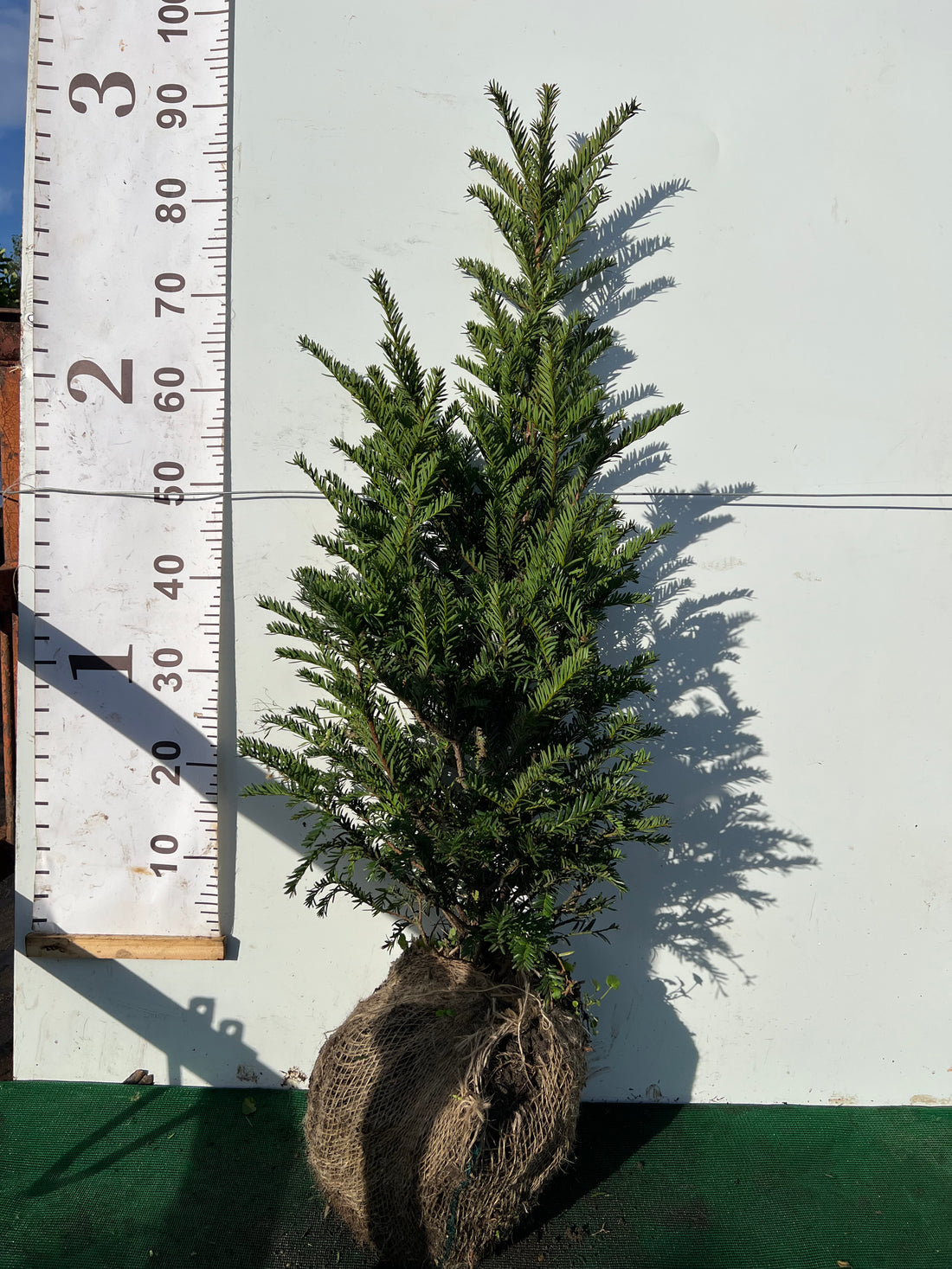 English Yew (Taxus Baccata) Rootball 100-120cm - Premium Instant Hedging