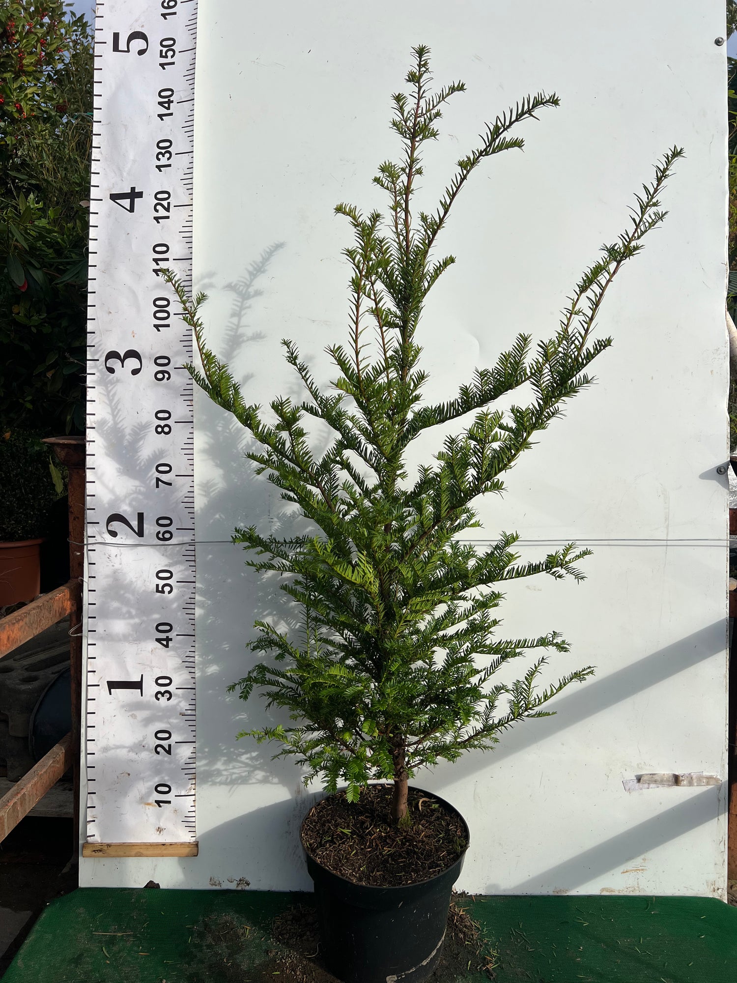 English Yew (Taxus Baccata) Potted 120-150cm 10lt