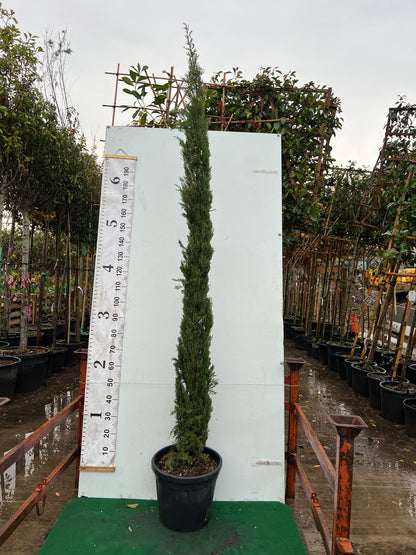 Italian Cypress Tree (Cupressus Semp. Pyramidalis) 220-250cm