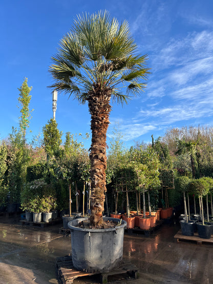 Chamaerops Humilis Fan Palm 4m/ 12feet  High excluding pot height
