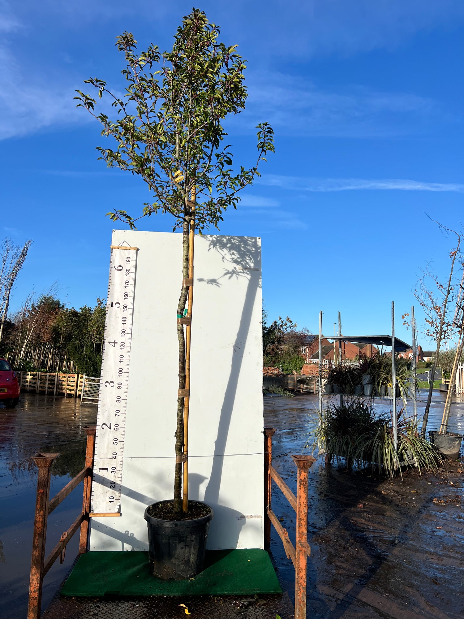 Prunus Lusitanica Standard, 180-190cm Stem height | 14-16cm Girth