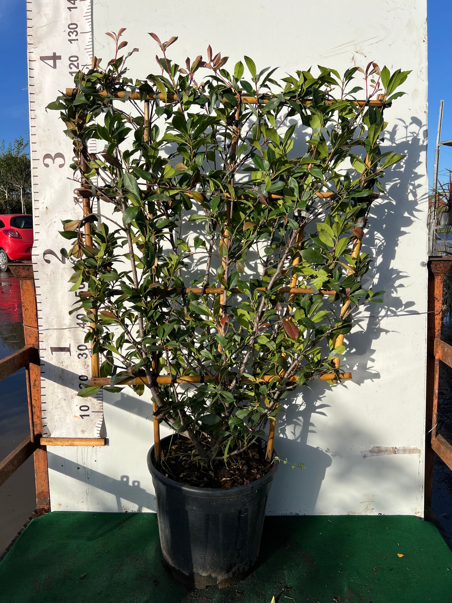 Photinia Red Robin on 100x80cm Trellis