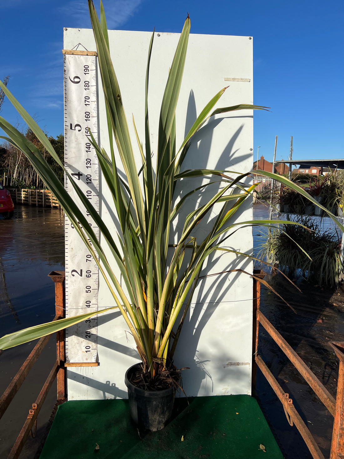 Phormium Flax Tenax Variegata 120-150cm