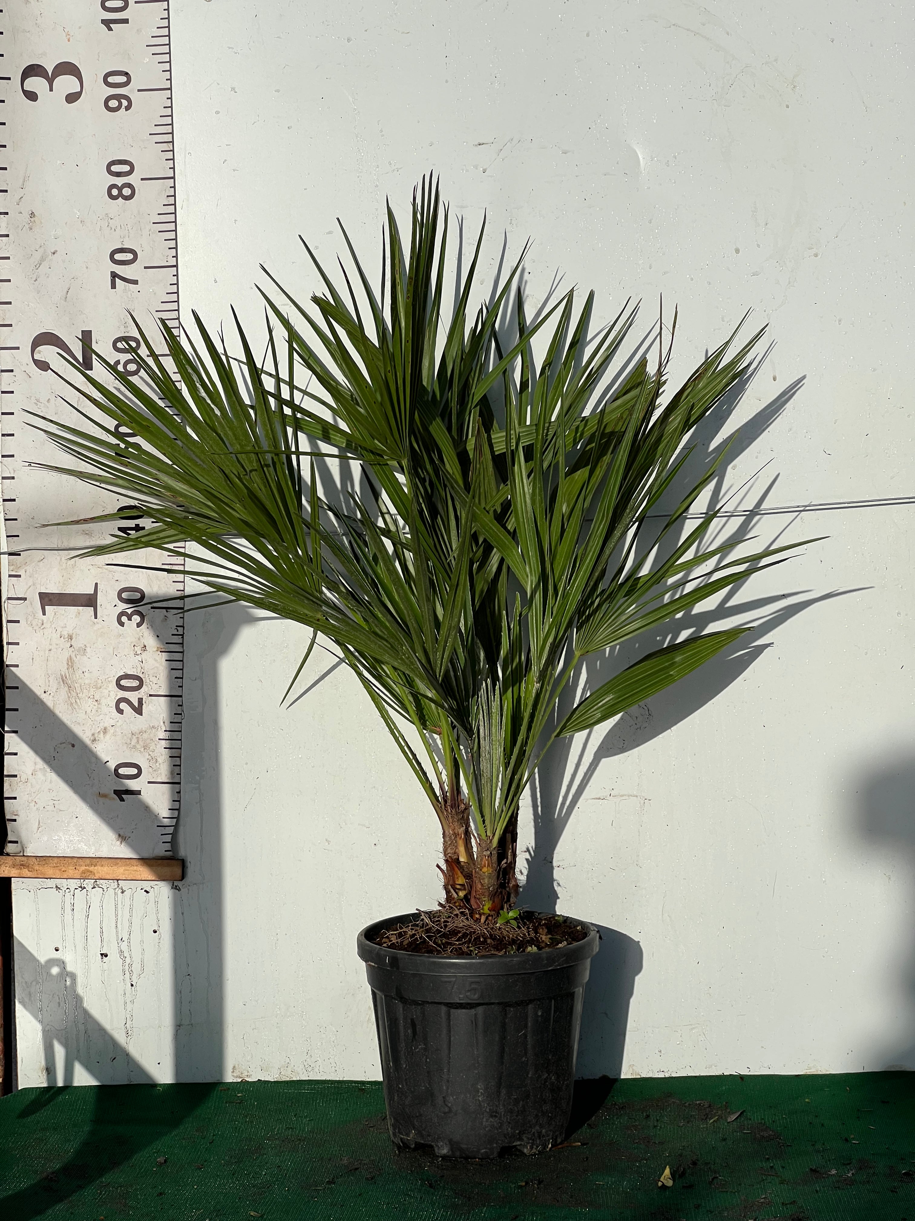 Chamaerops Humilis 70-90cm