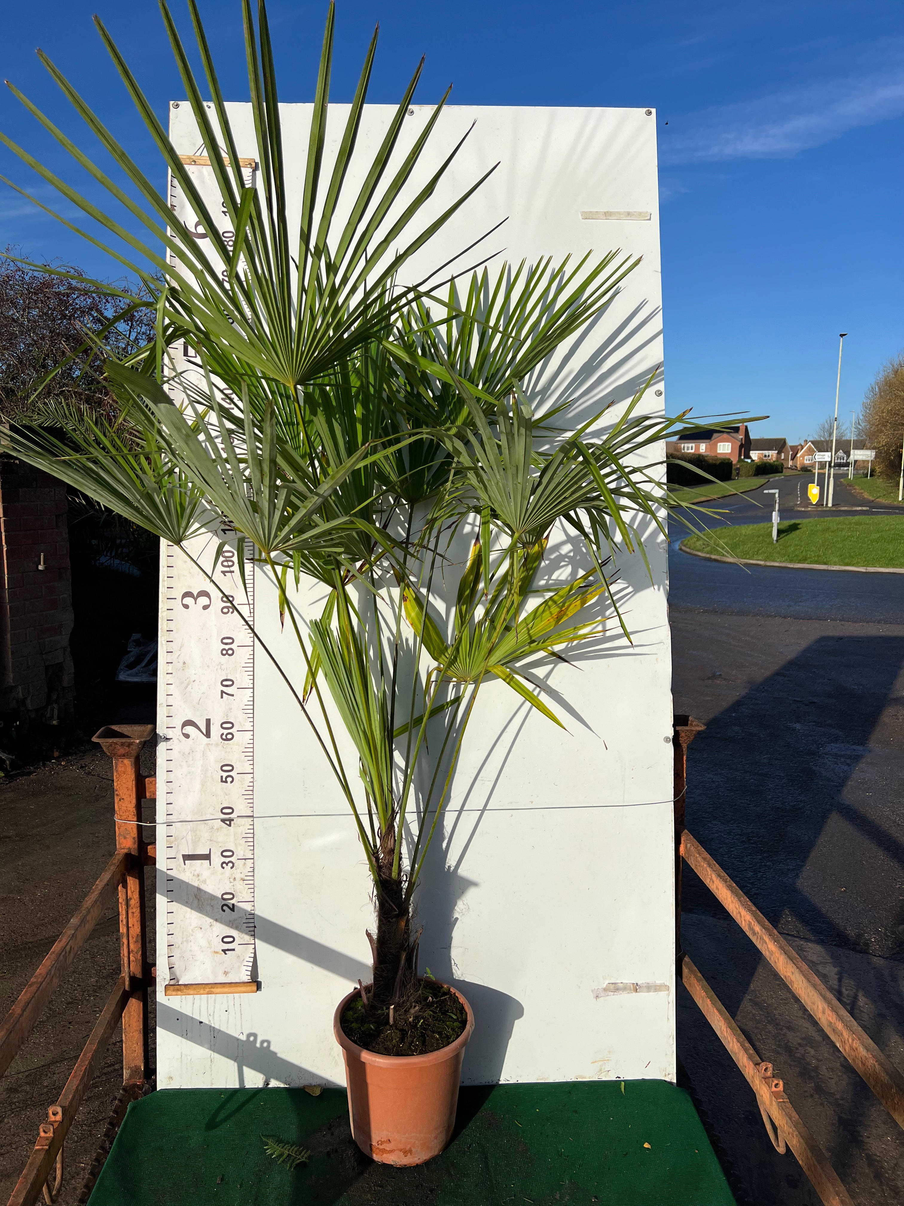 Trachycarpus Fortuneii (Chusan Palm), 30cm Stem | Height Approx 120-150cm