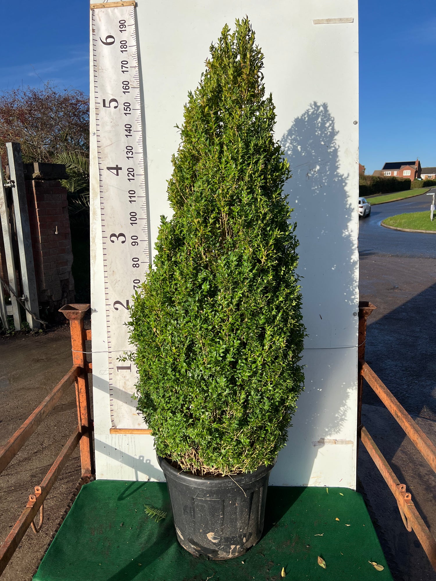 Buxus Cone 160cm