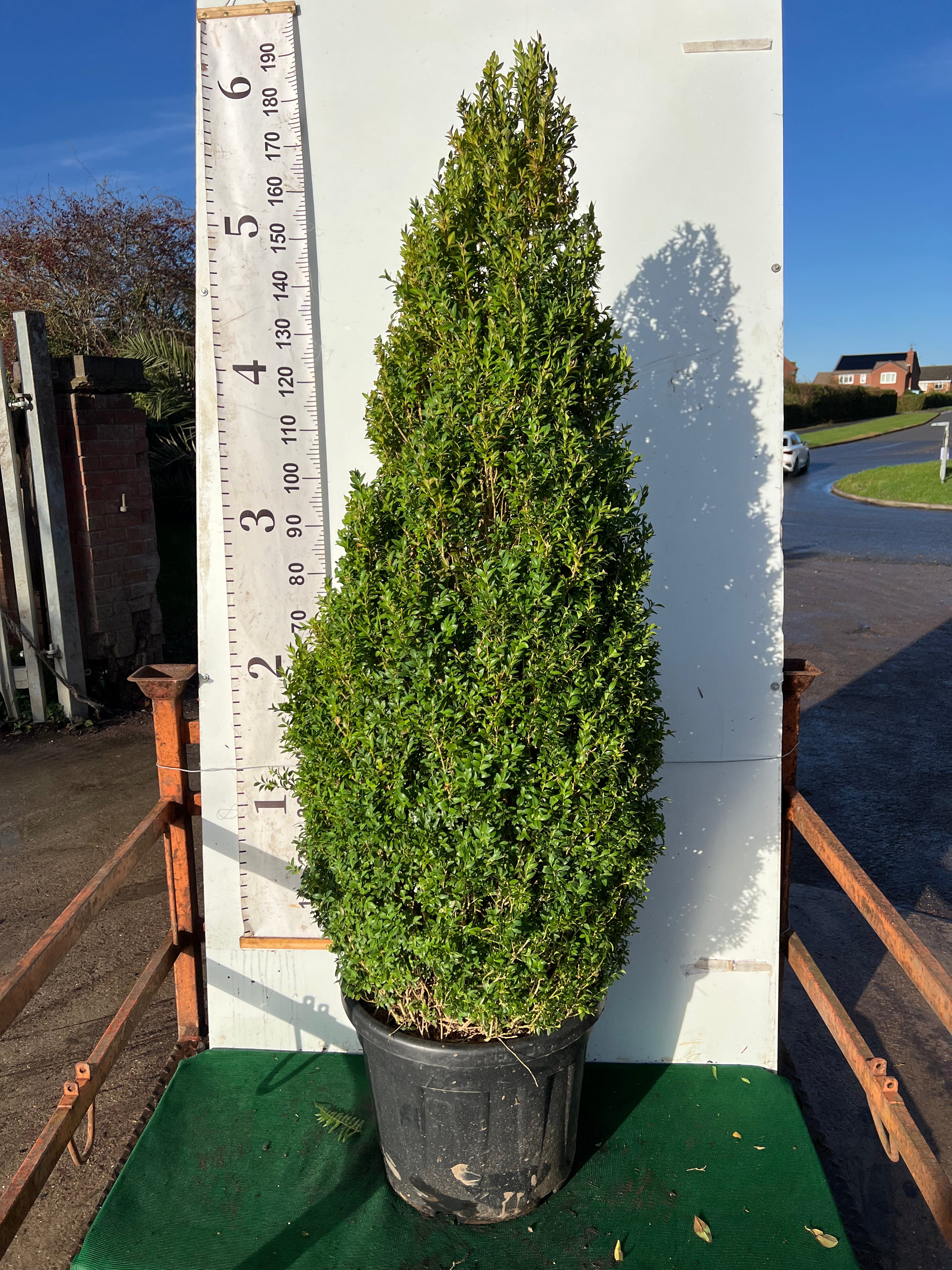 Buxus Cone 160cm