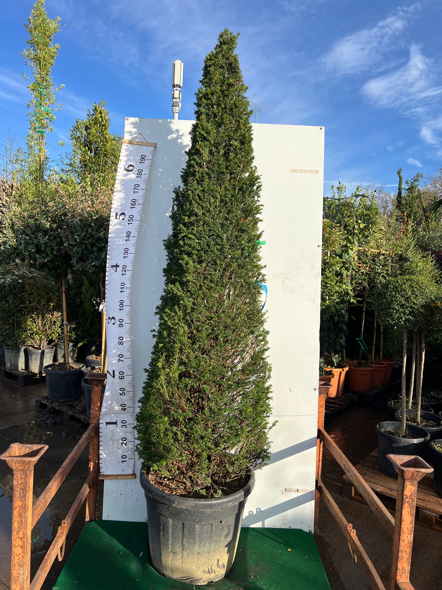 English Yew (Taxus) 4 Sided Pyramid 180cm